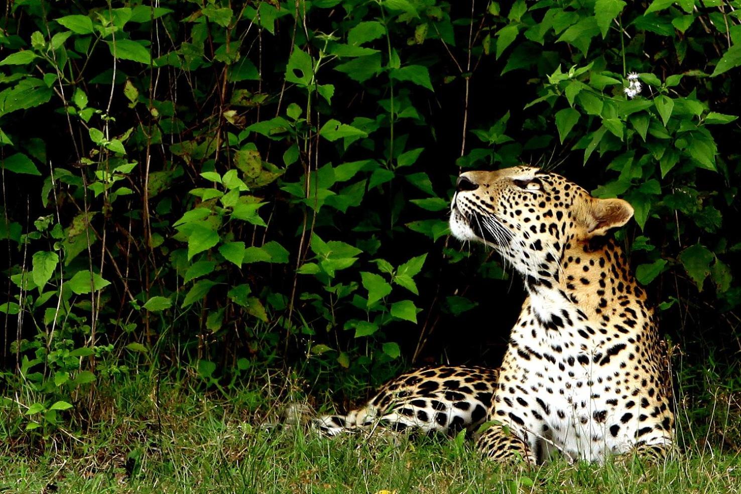 Big Game - Wilpattu by Eco Team