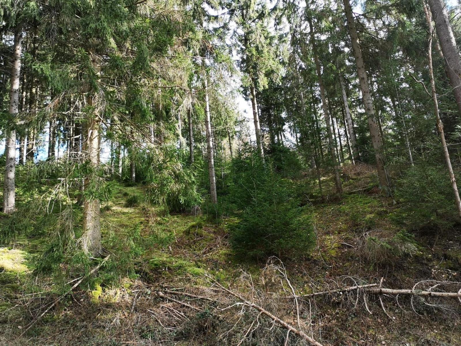 Ferienwohnung in Waldrandlage in Nationalpark Schleiden / Eifel