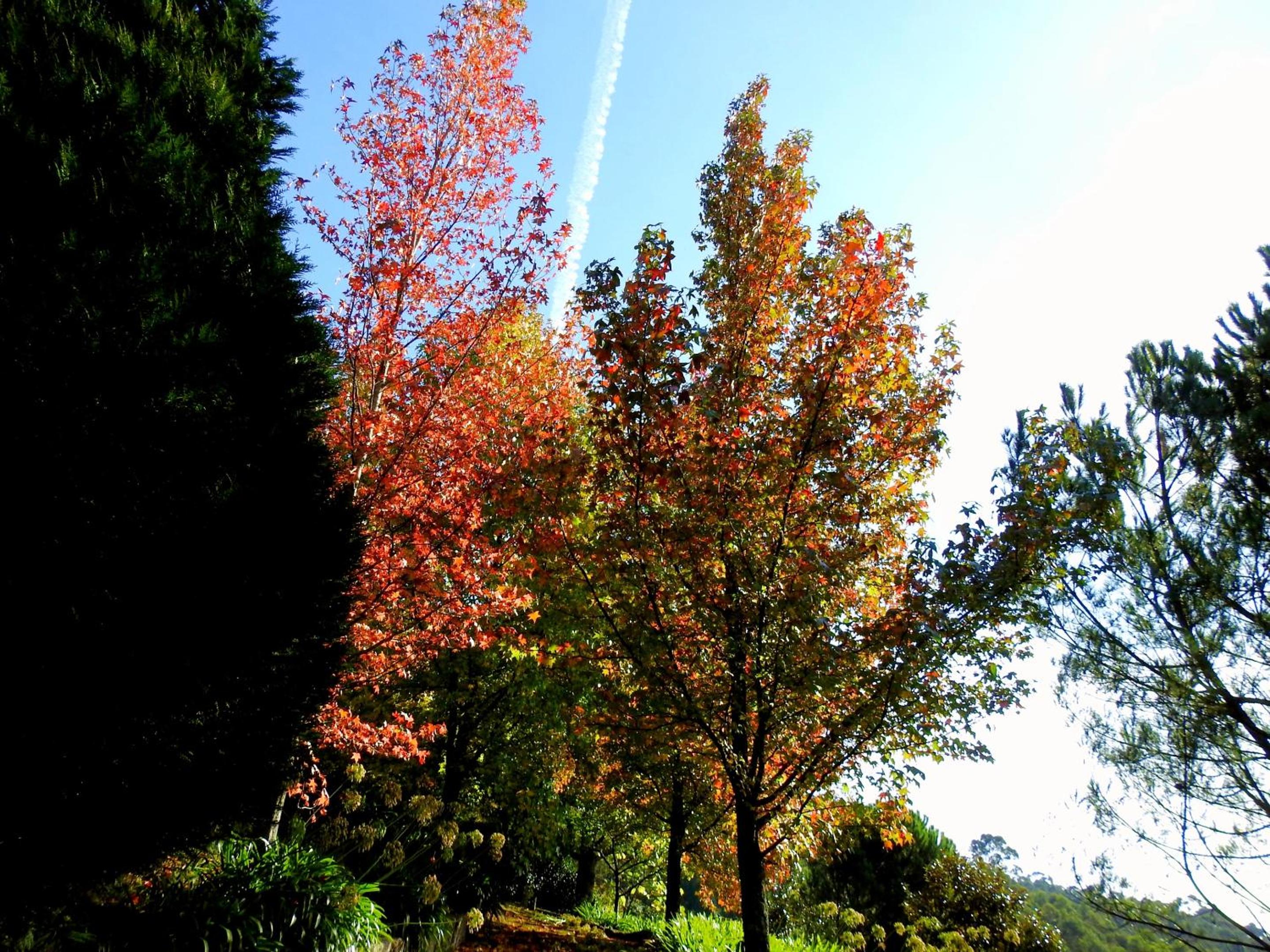Photo 45