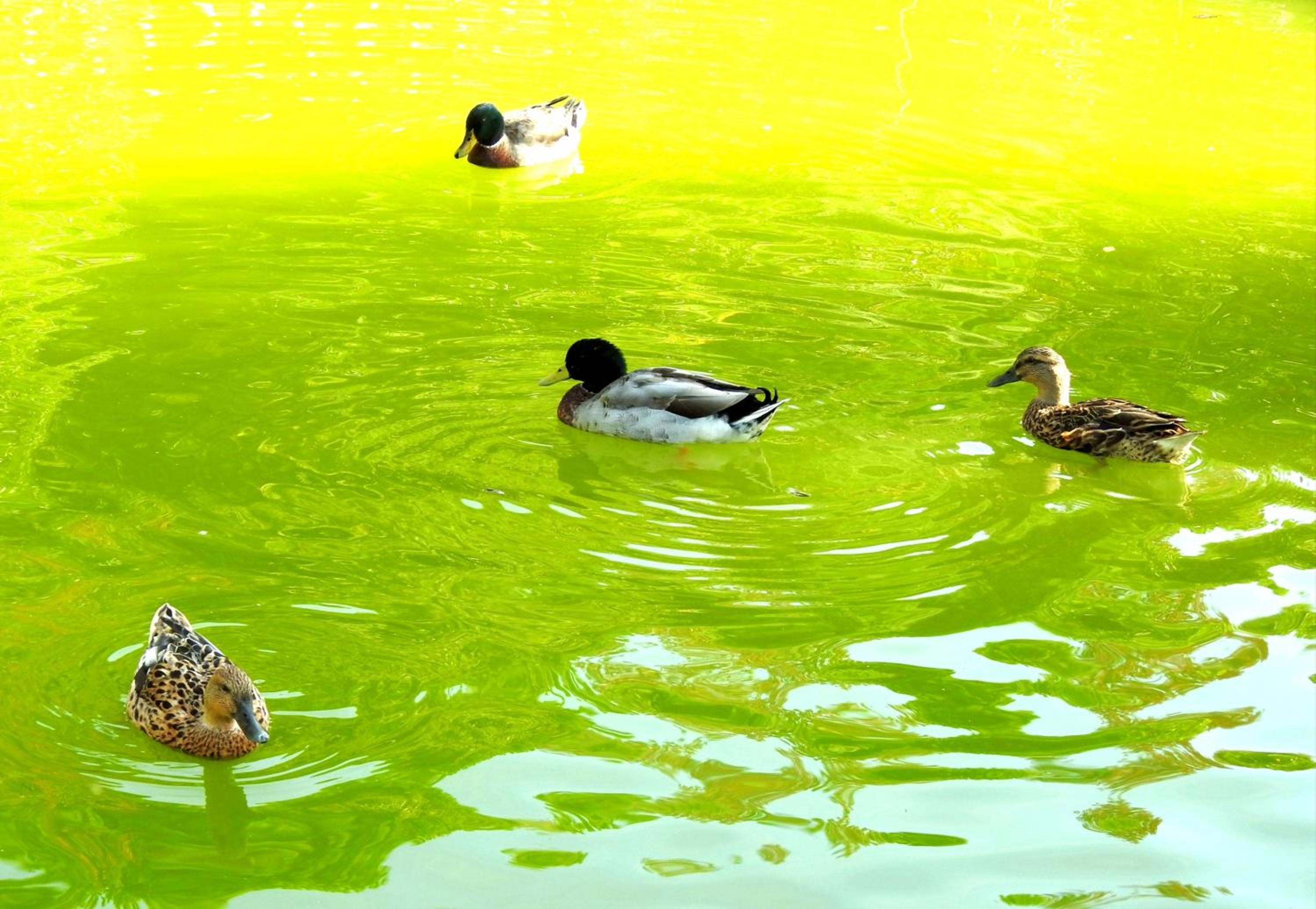 Photo 46
