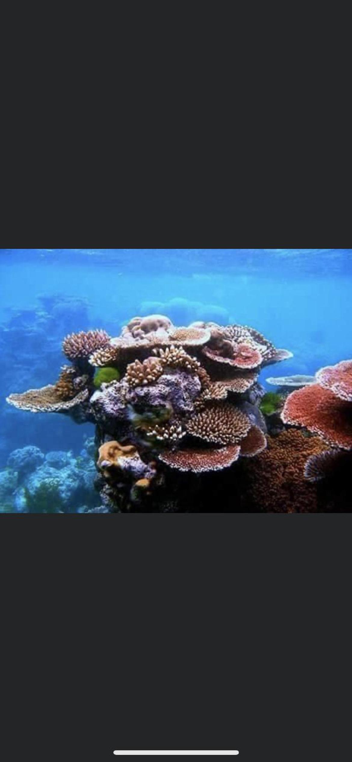 Delta Sharm Resort, SPace road Sharm Al Shaikh, Janub Sina,Sharm al Shaikh,Egypt