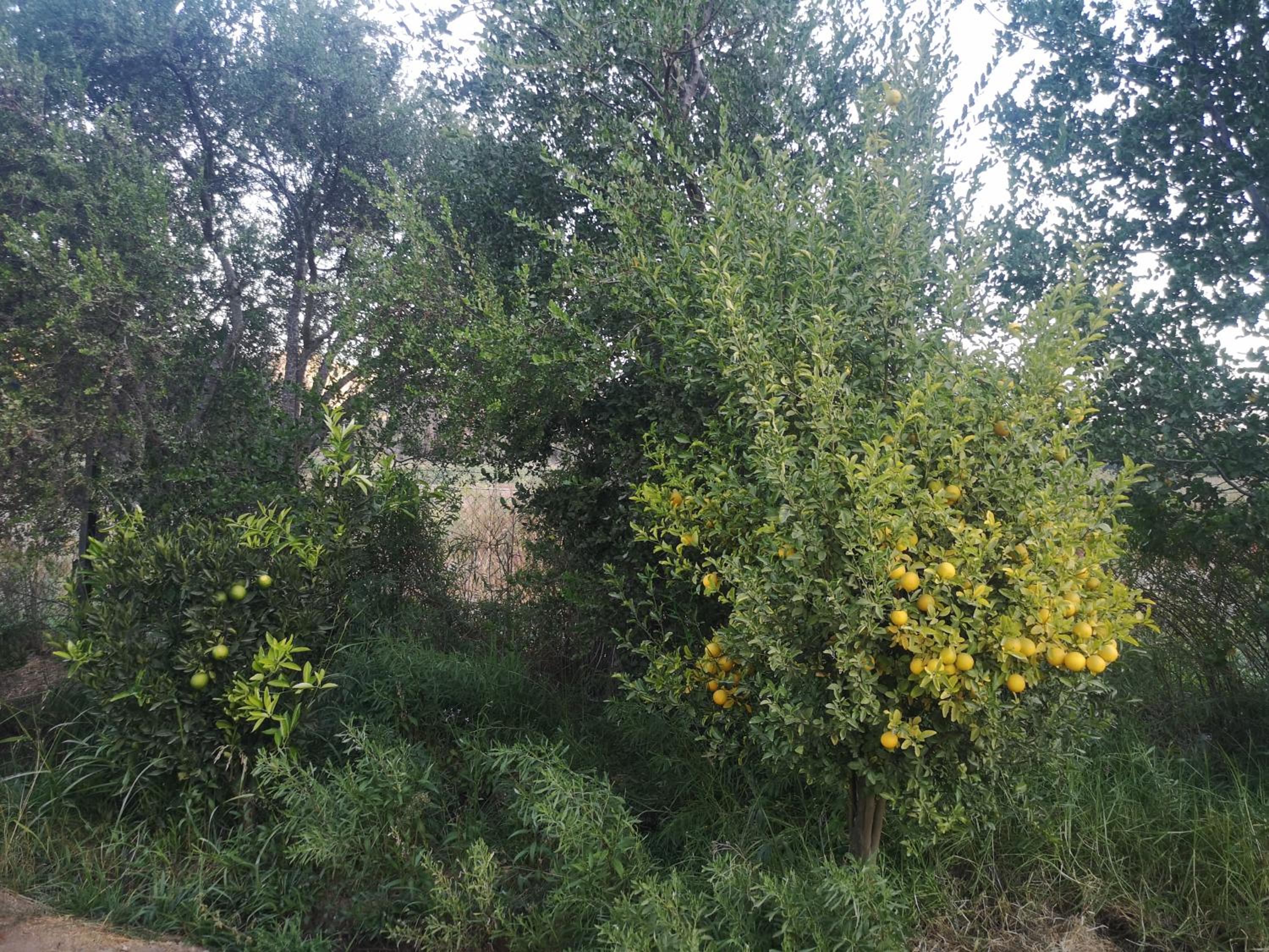 Cabaña Jacarandá