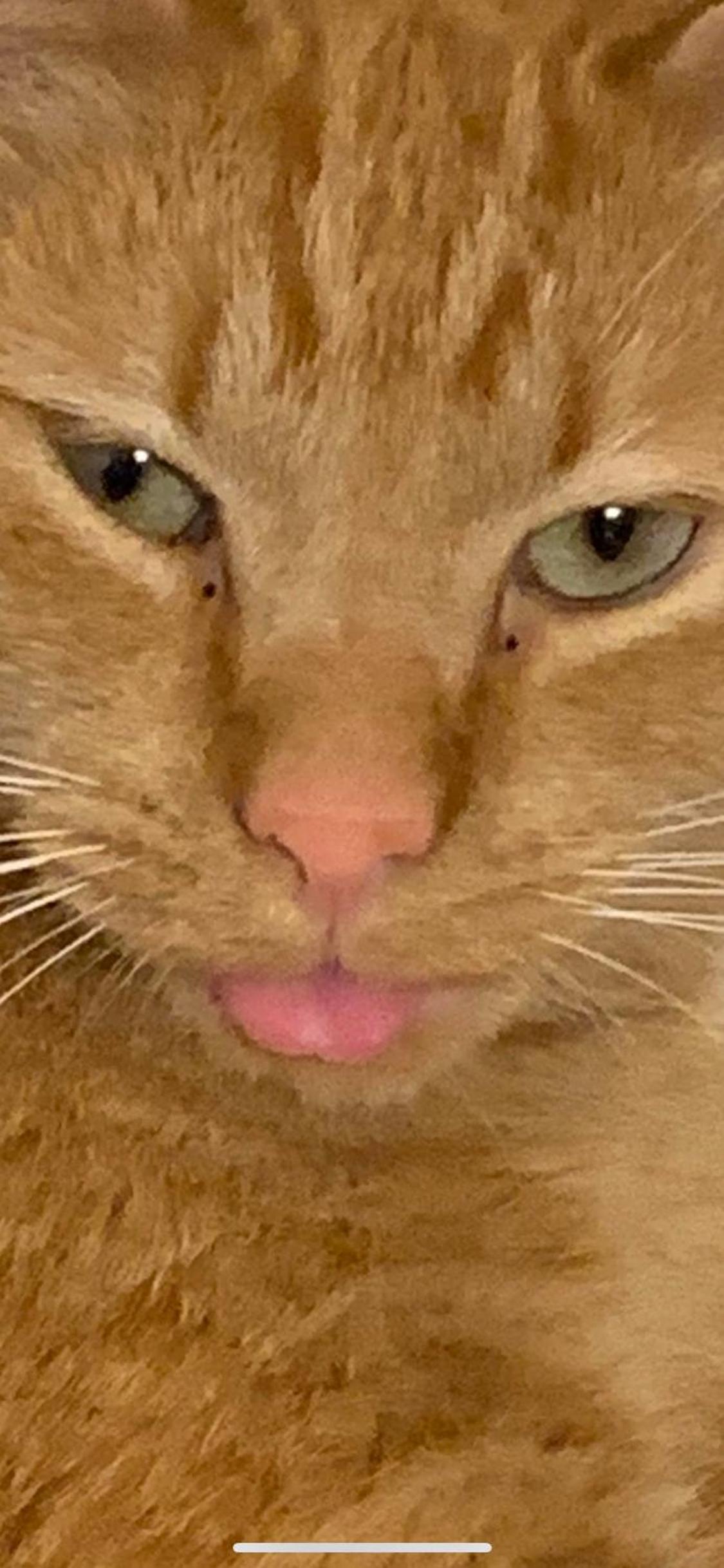 Huntington Vacations - Log Cabin in the Field - Property Image 25