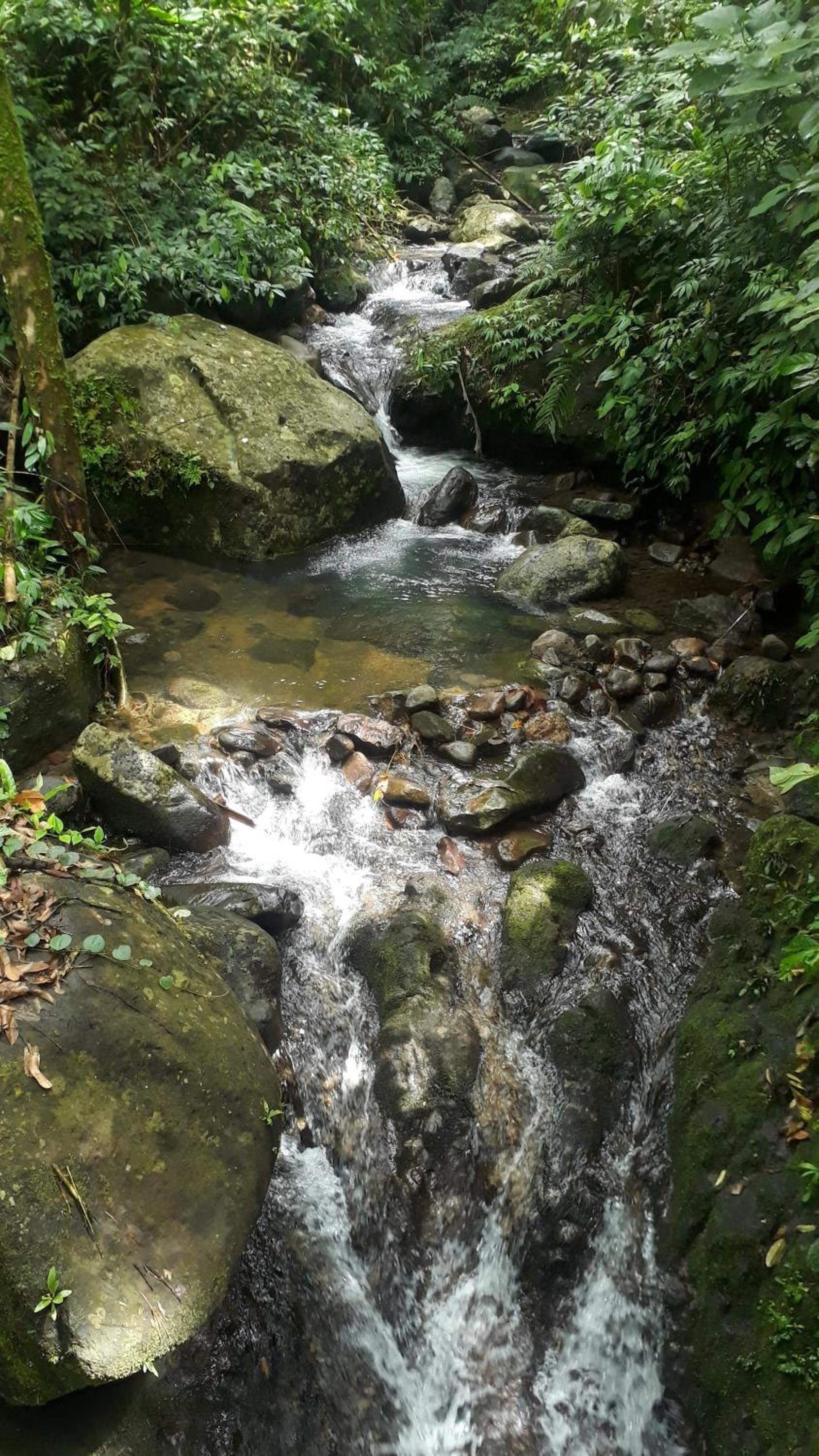 hijau