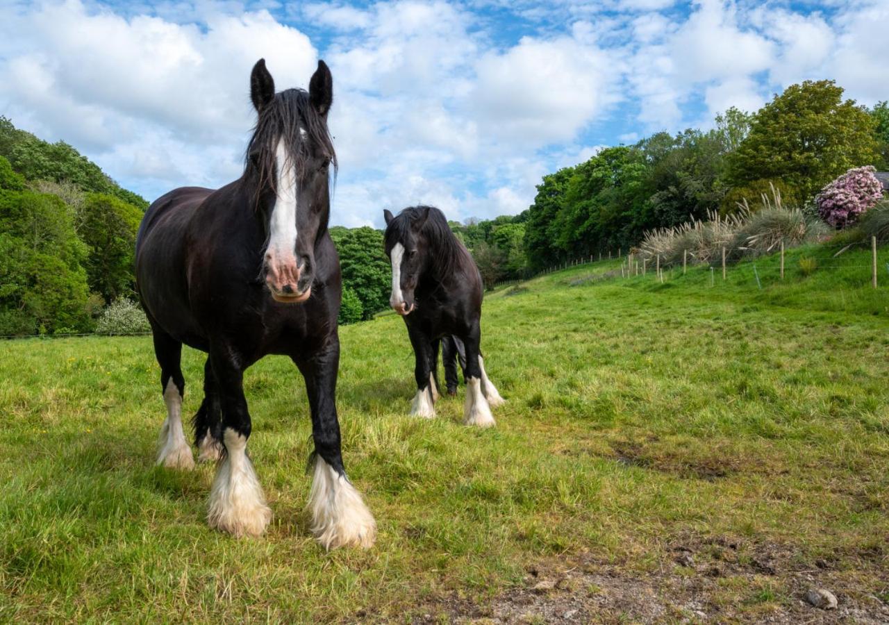 Clippity Clop