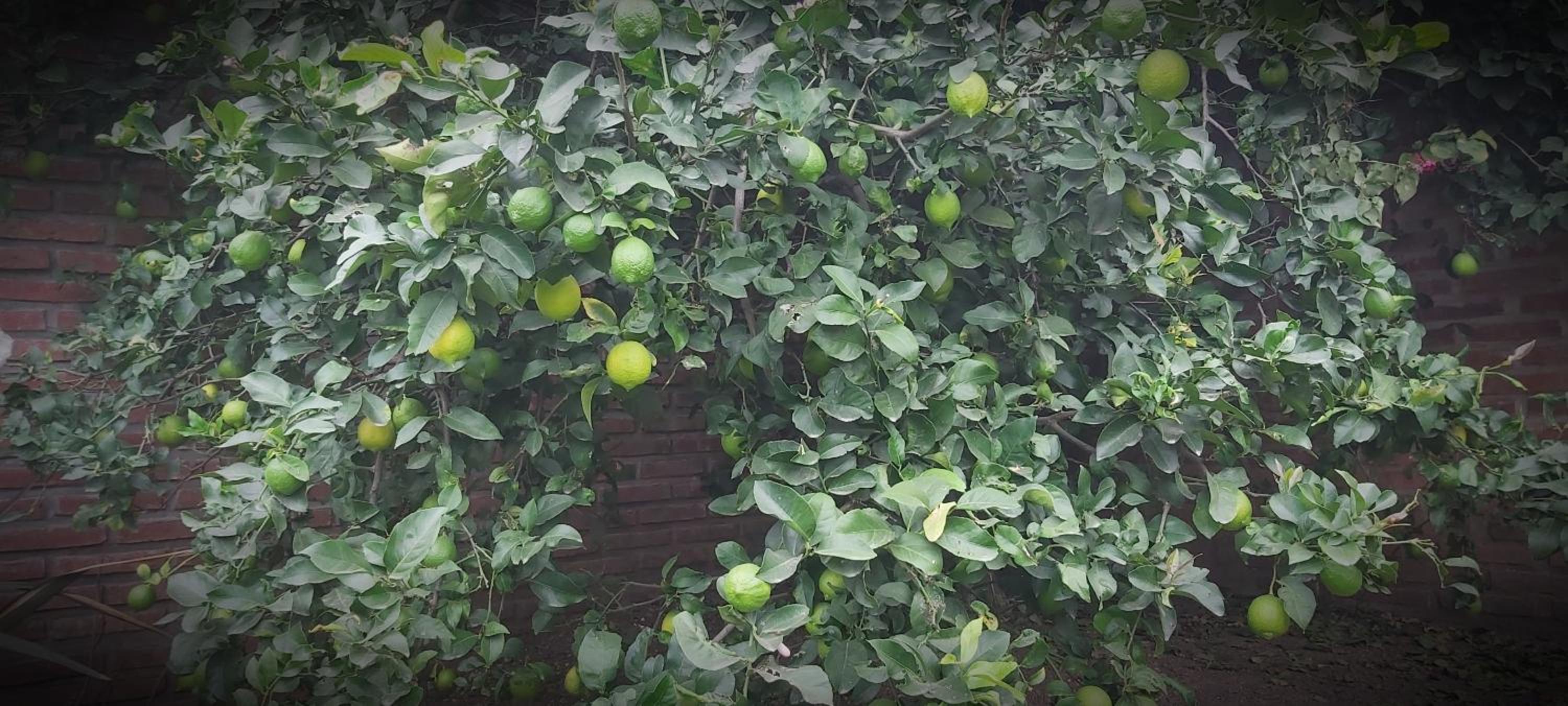 Hermosa y cómoda Casa - El Limonero