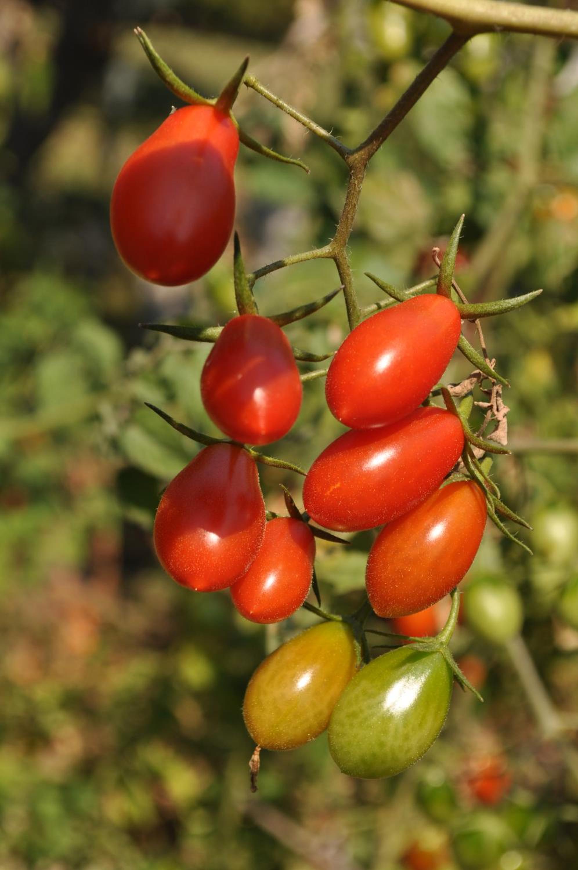 Fofi's garden