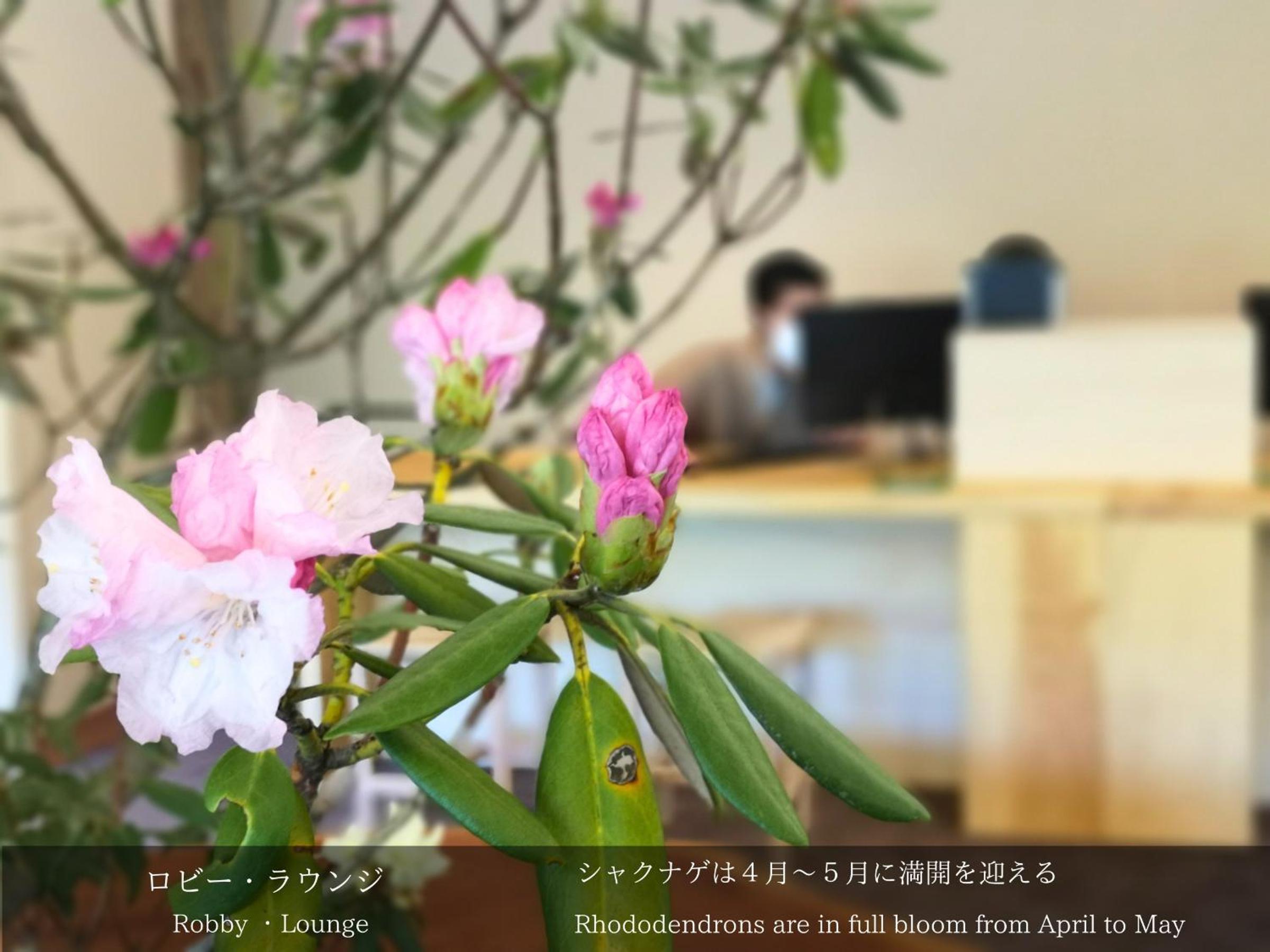 Tatsuta Ryokan