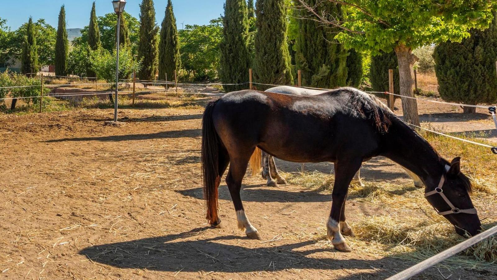 Cortijo Carrillo Antequera by Ruralidays