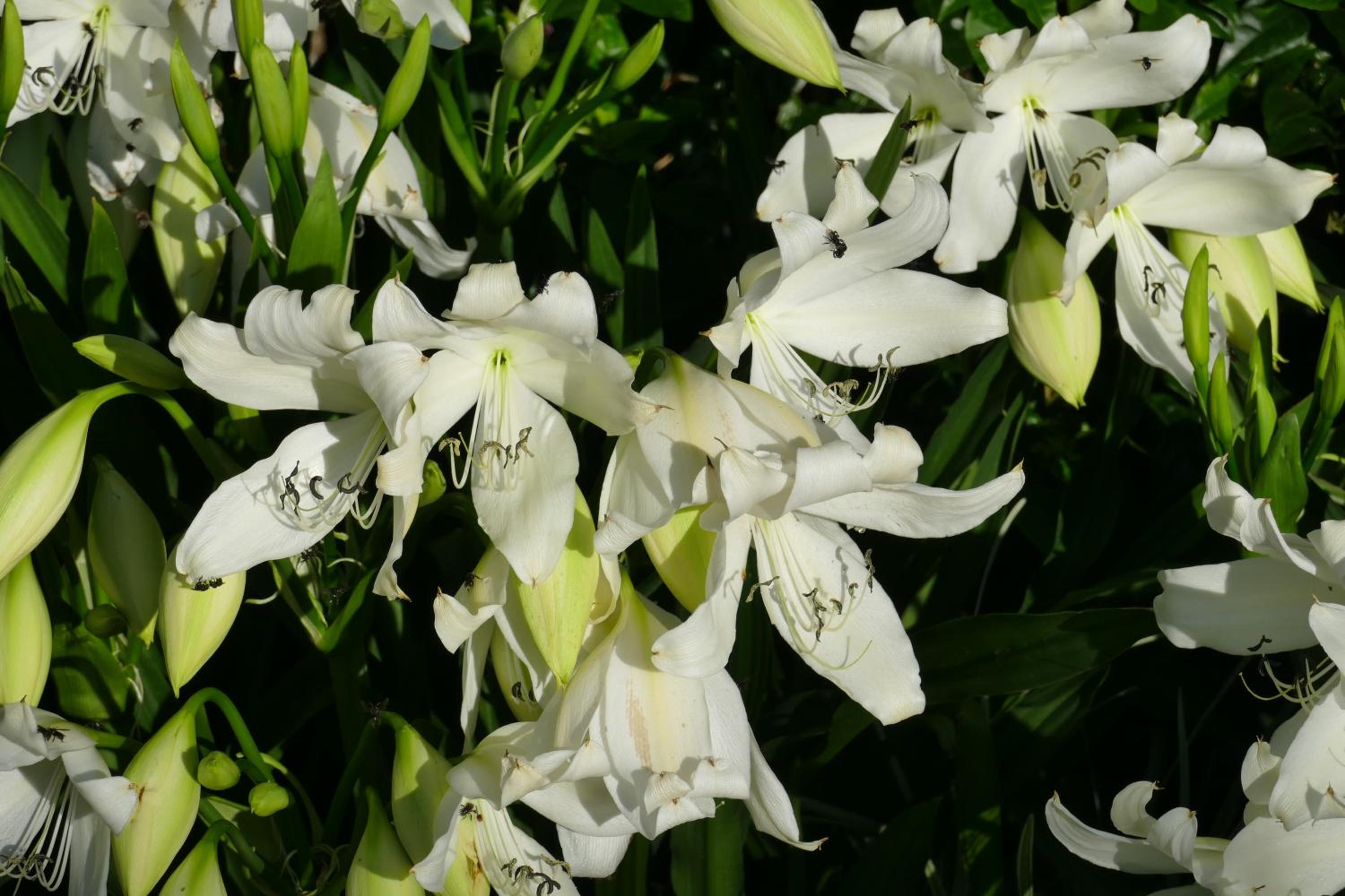Photo 44