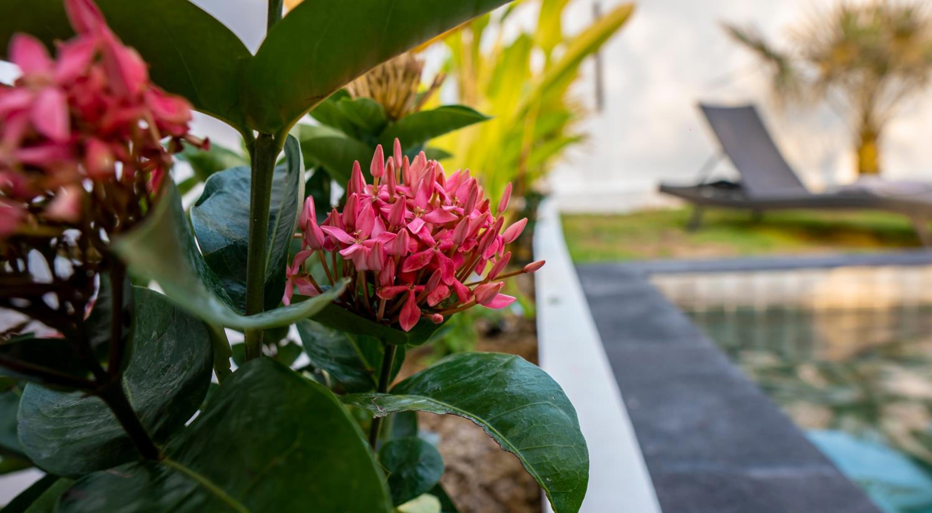 Ozzy villa phangan