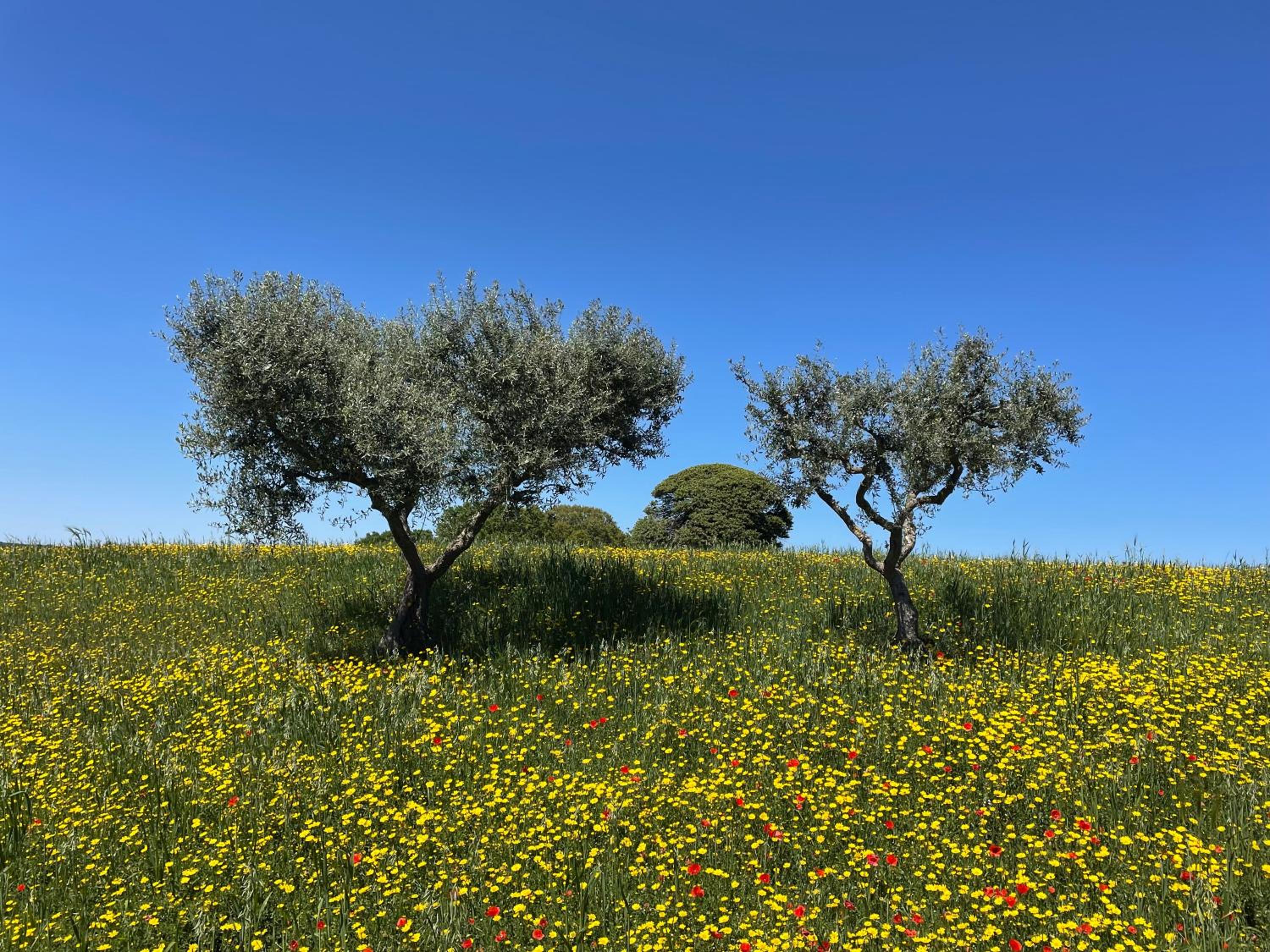 Trullo Trullallero