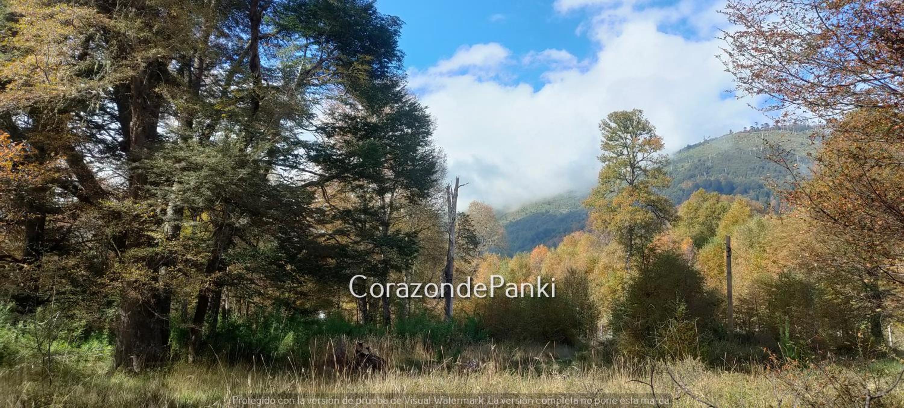Corazon de Panki