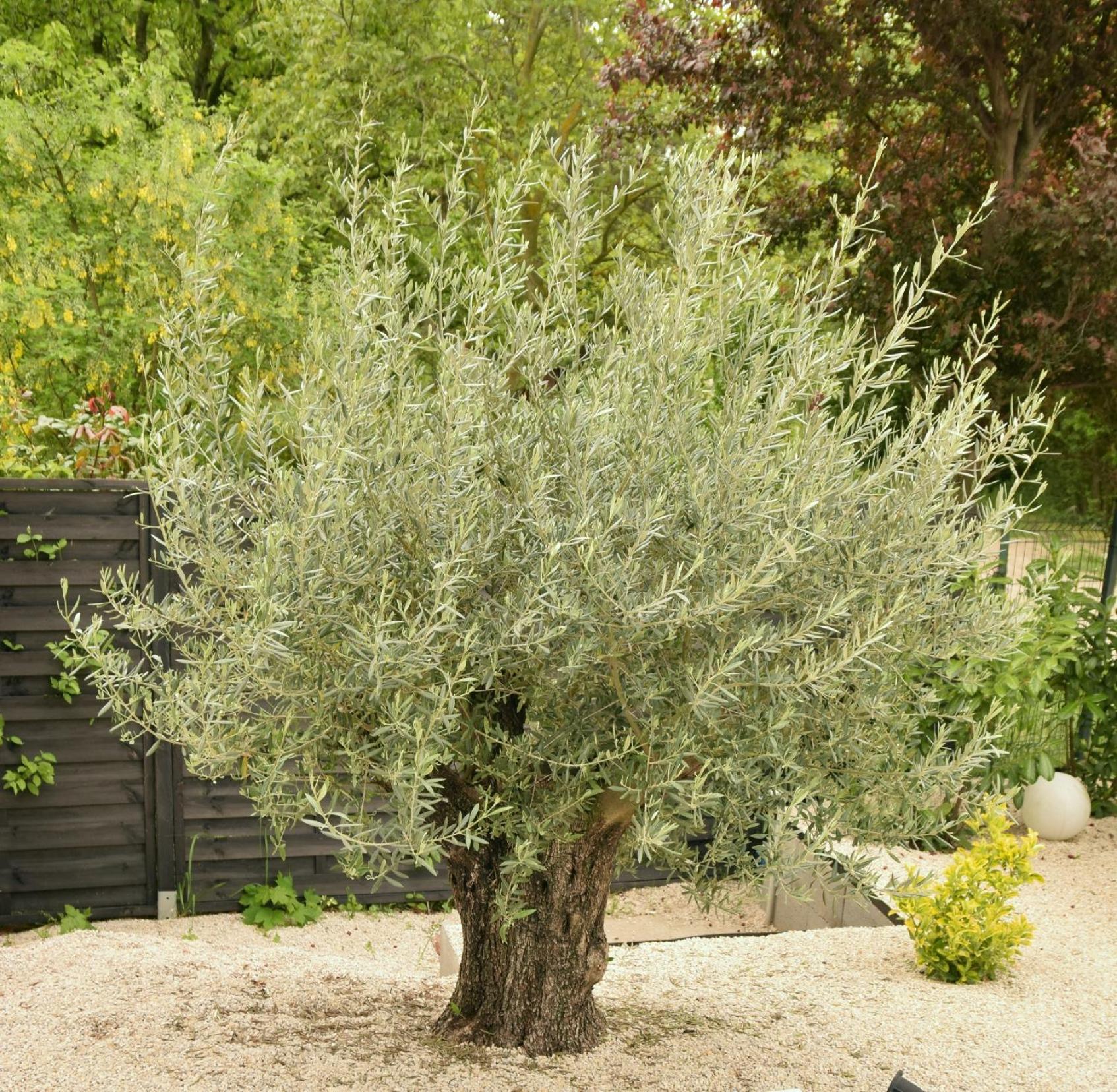 Olive Apartman
