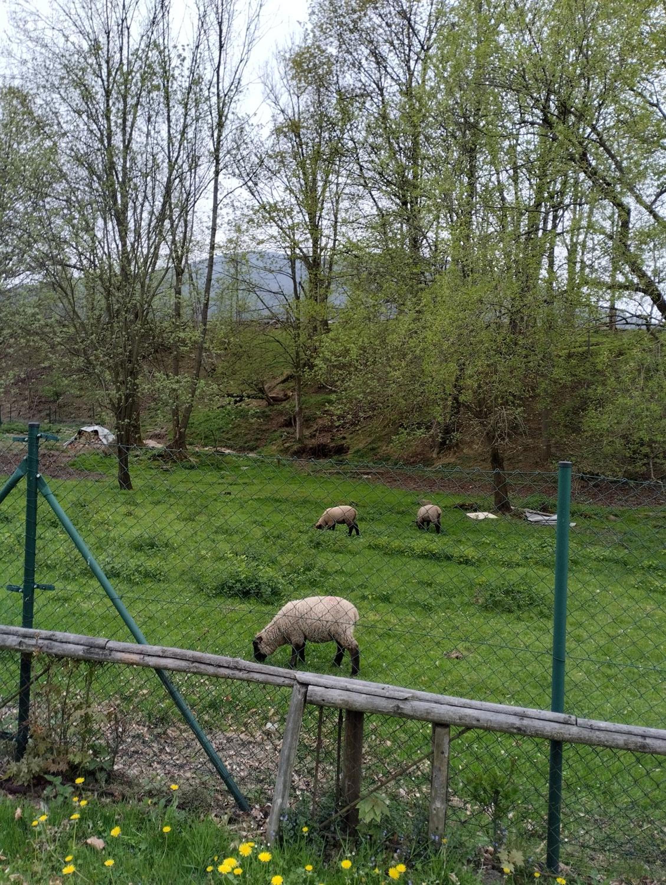 Štempel Karol , Bělá pod Pradědem, Domašov 412