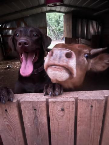 Farm Charm