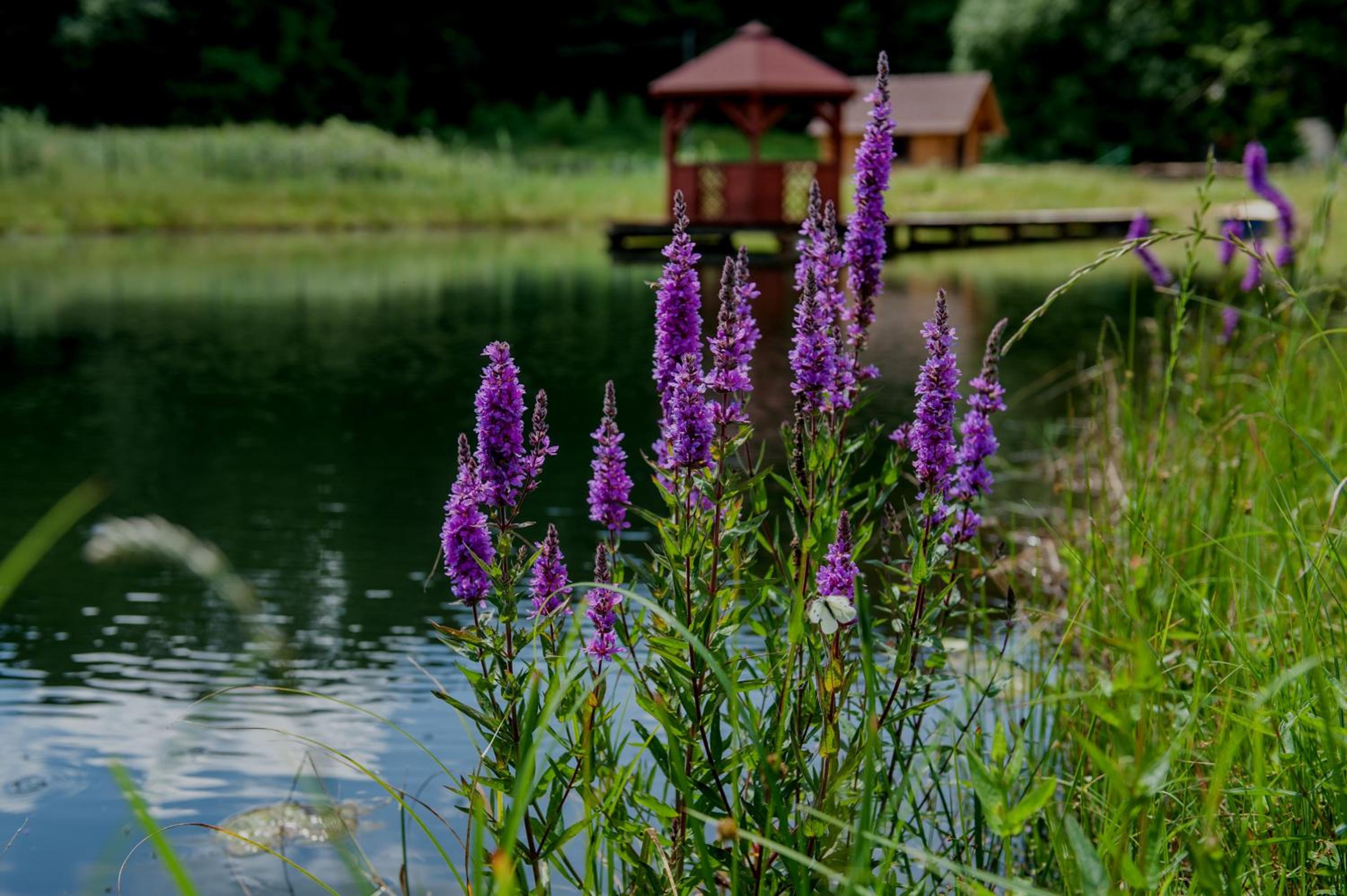 Ranczo Czerwony Młyn & Spa