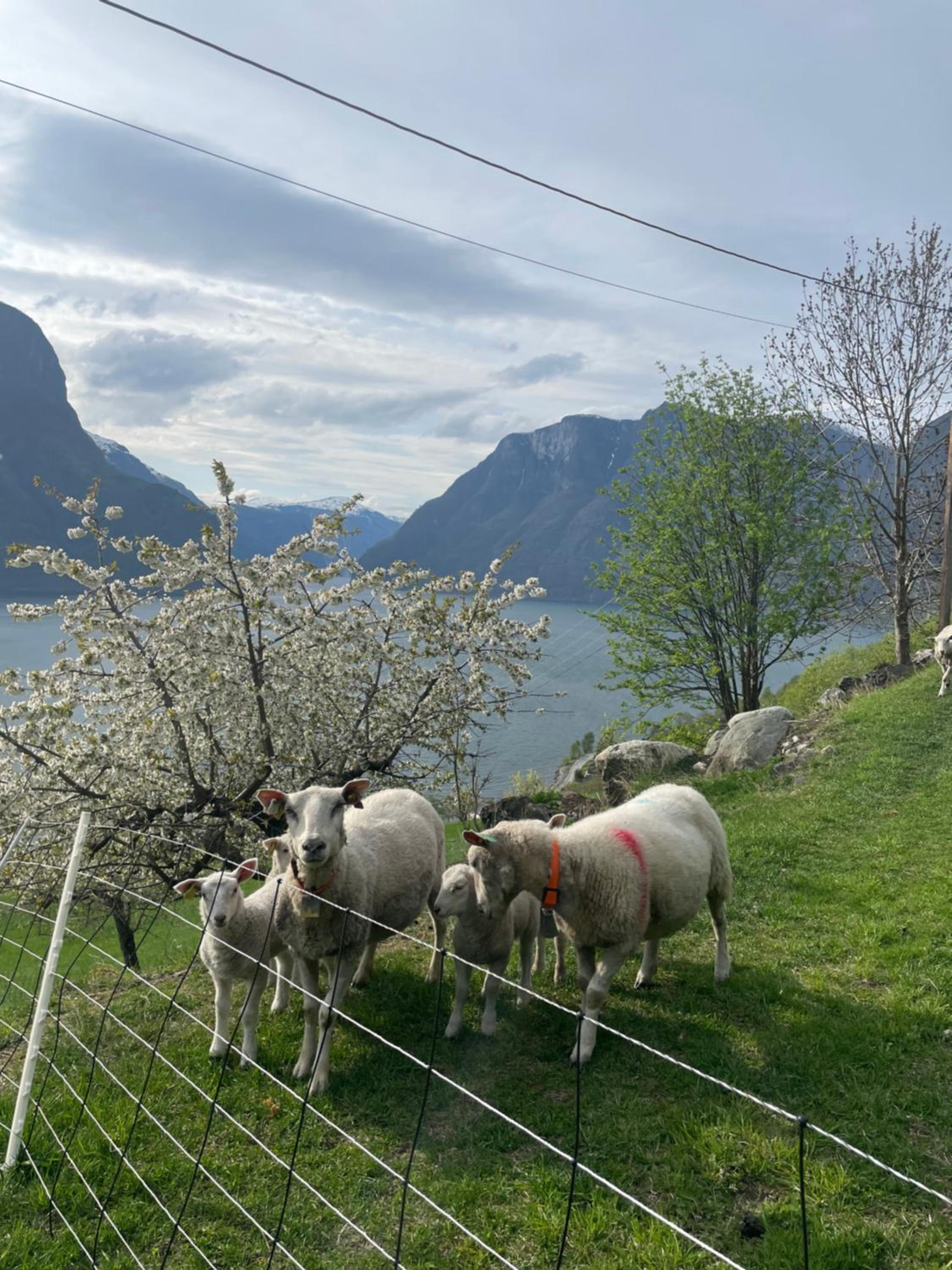 Aurland Stegastein Apartment