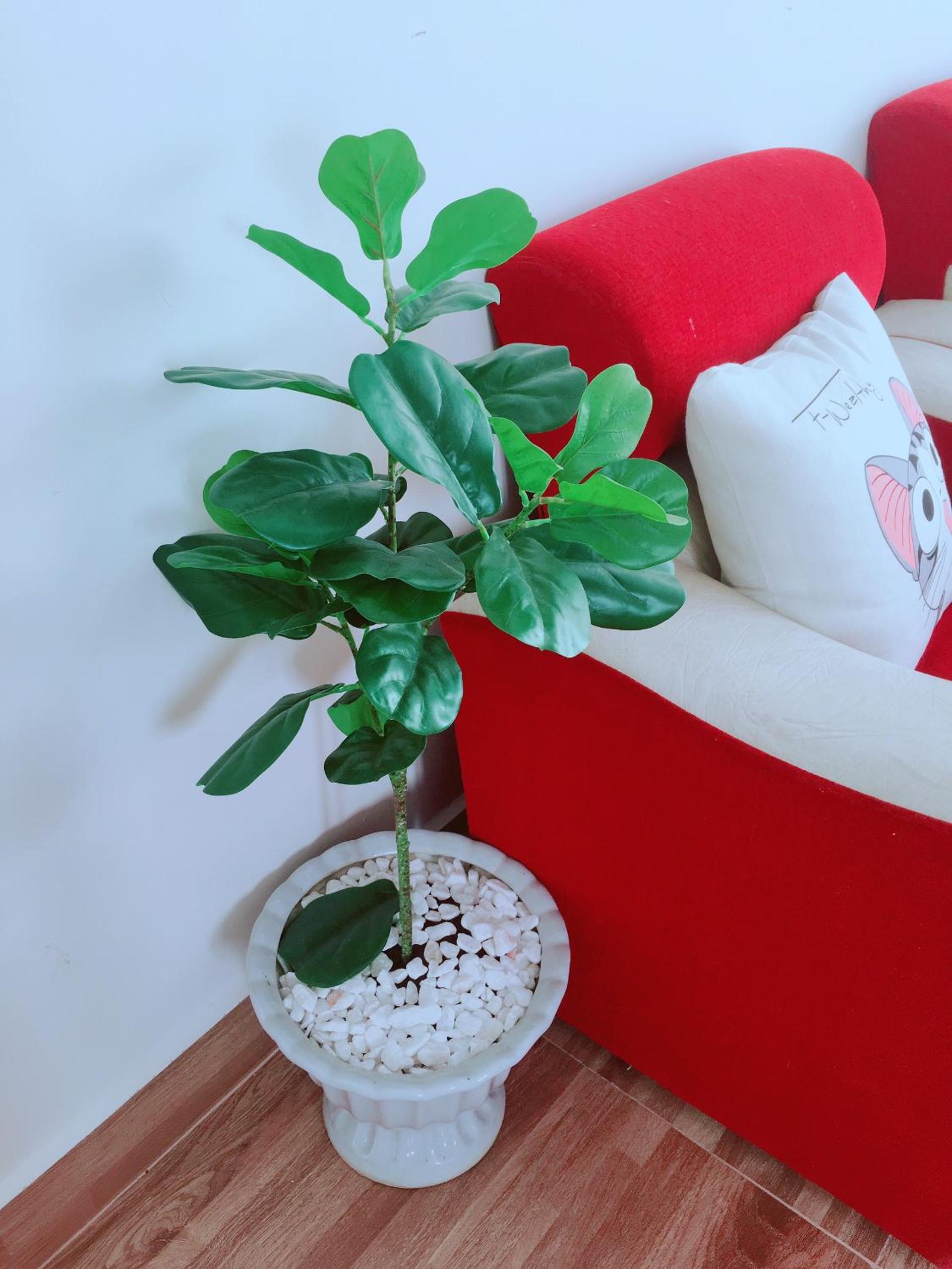 Dốc homestay Đà Lạt