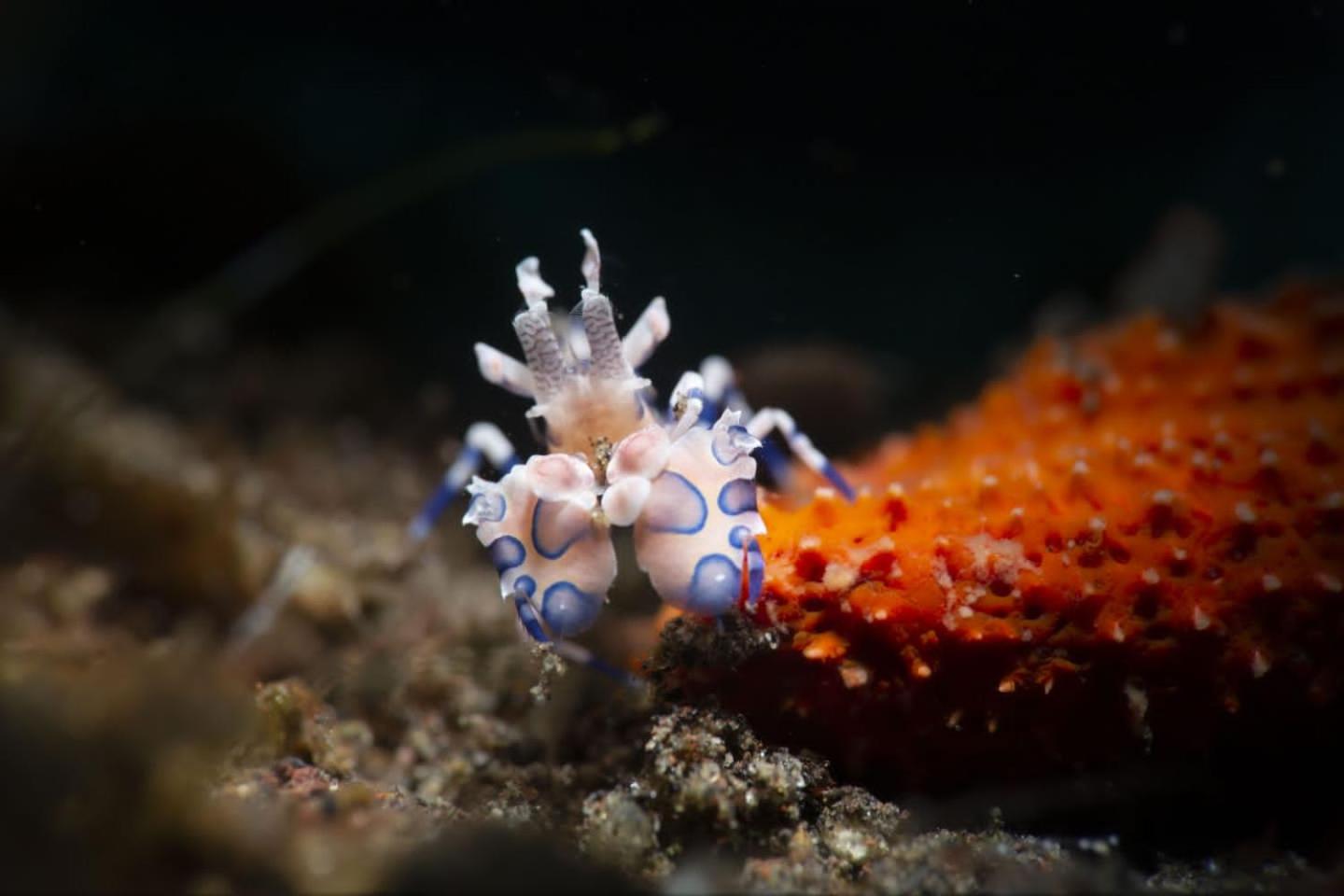 Palm Springs Bali Dive Resort, ตุลัมเบน - 14