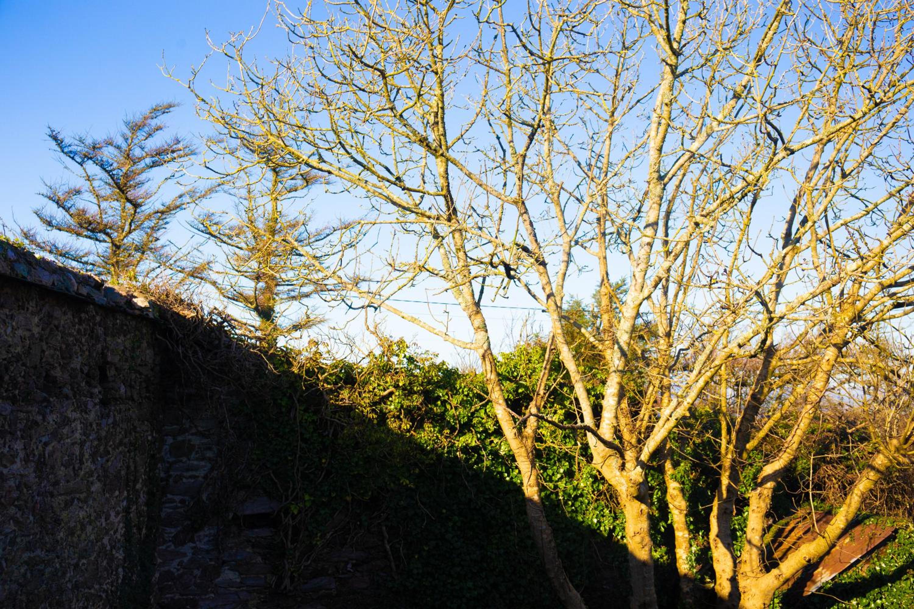 Rural cottage in East Portlemouth view 3