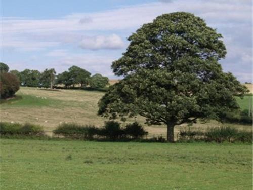 Quixhill - Denstone - Dove Meadow B & B view 2