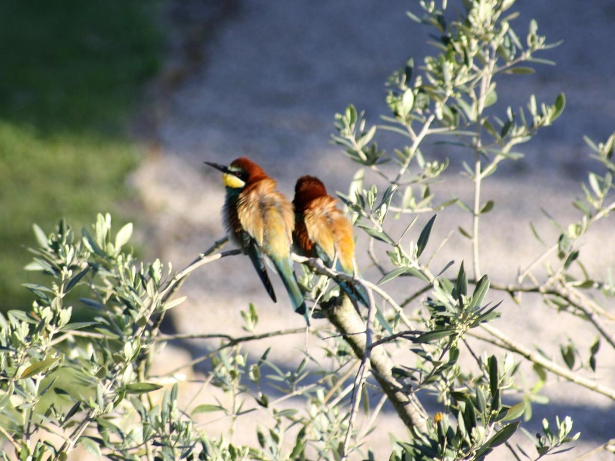 Agriturismo Peretti