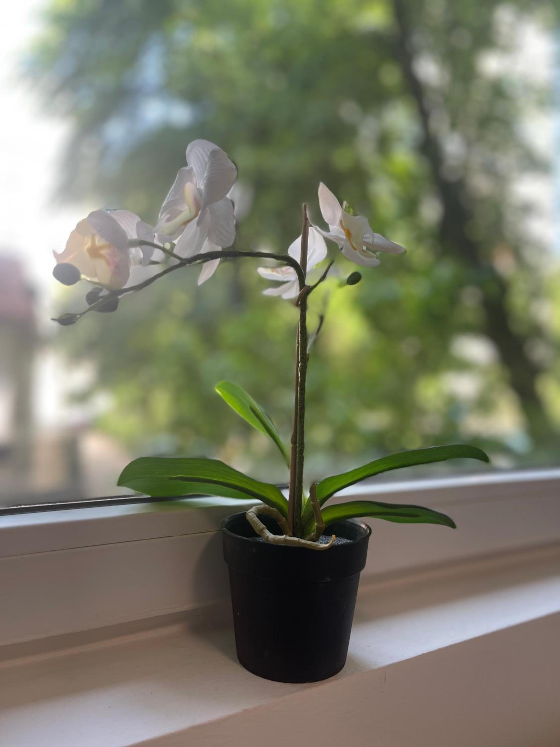 Triumf Apartment