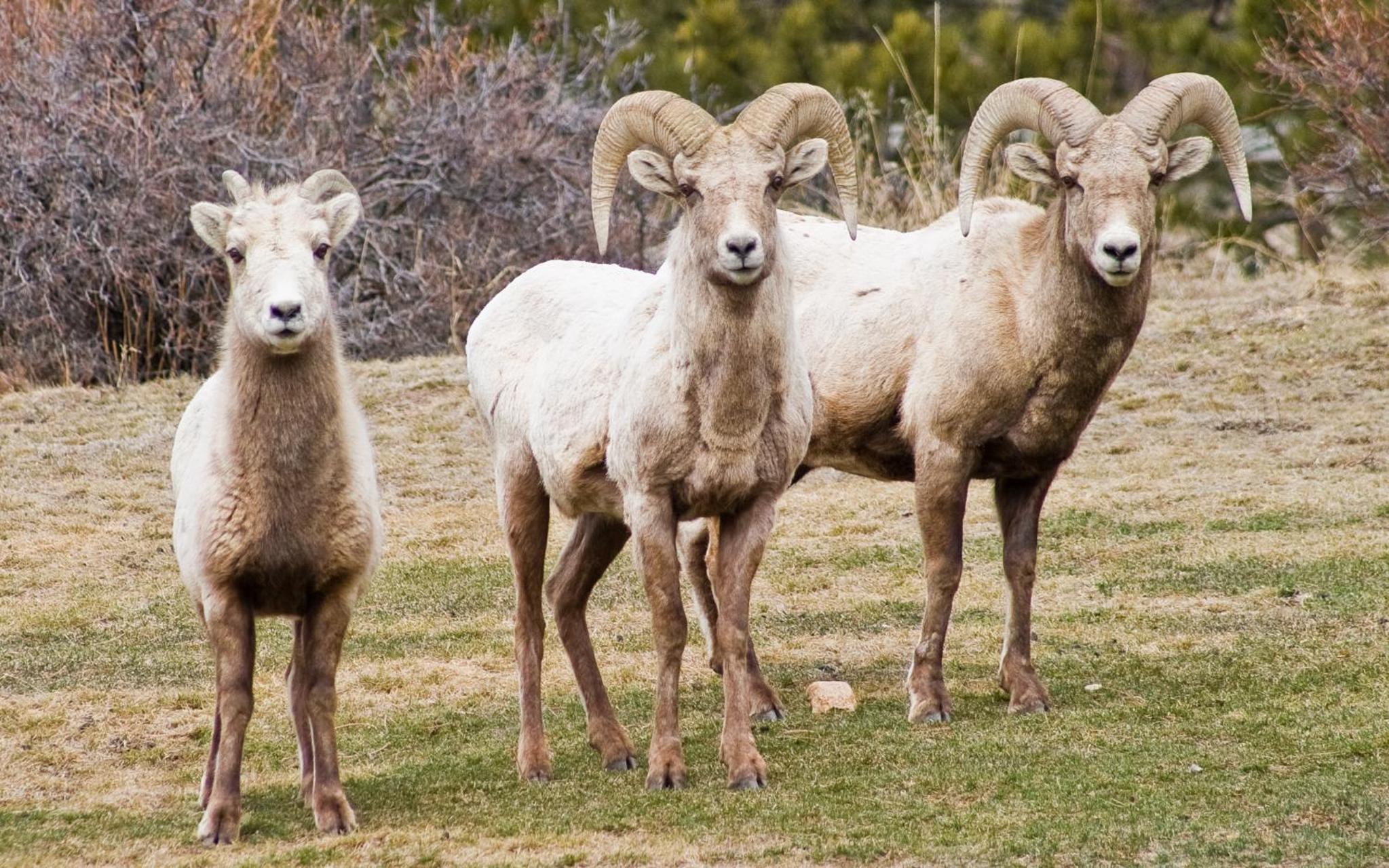 McGregor Mountain Lodge - Property Image 62