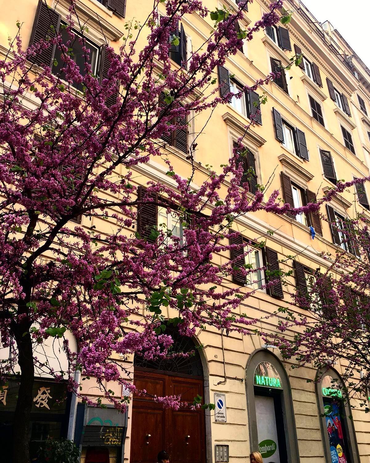 Suites in Rome