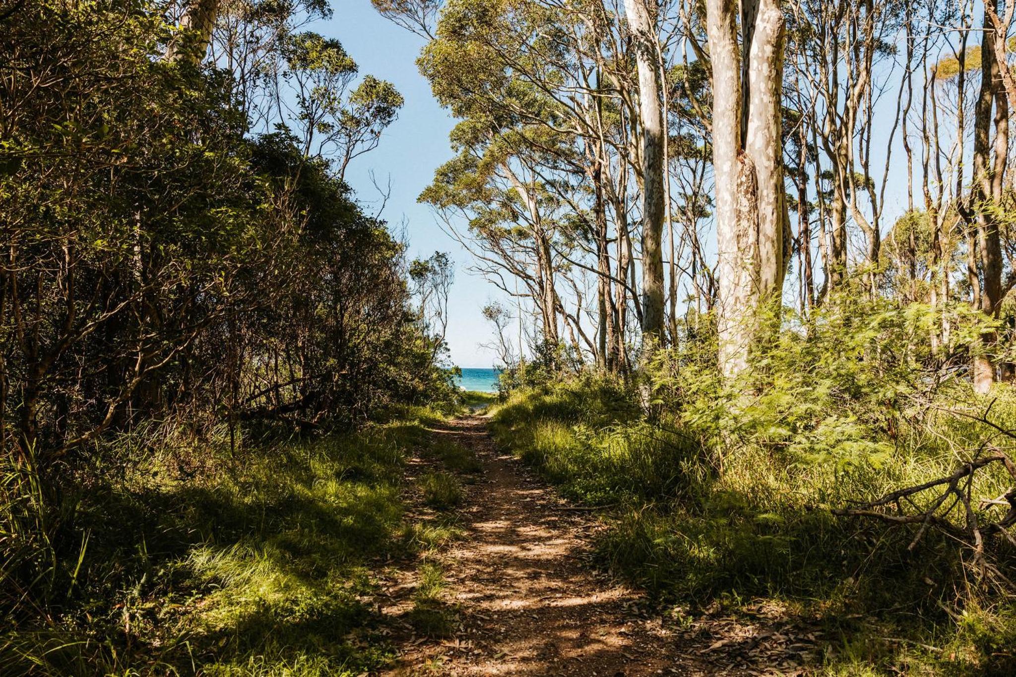 Treetops by the Sea