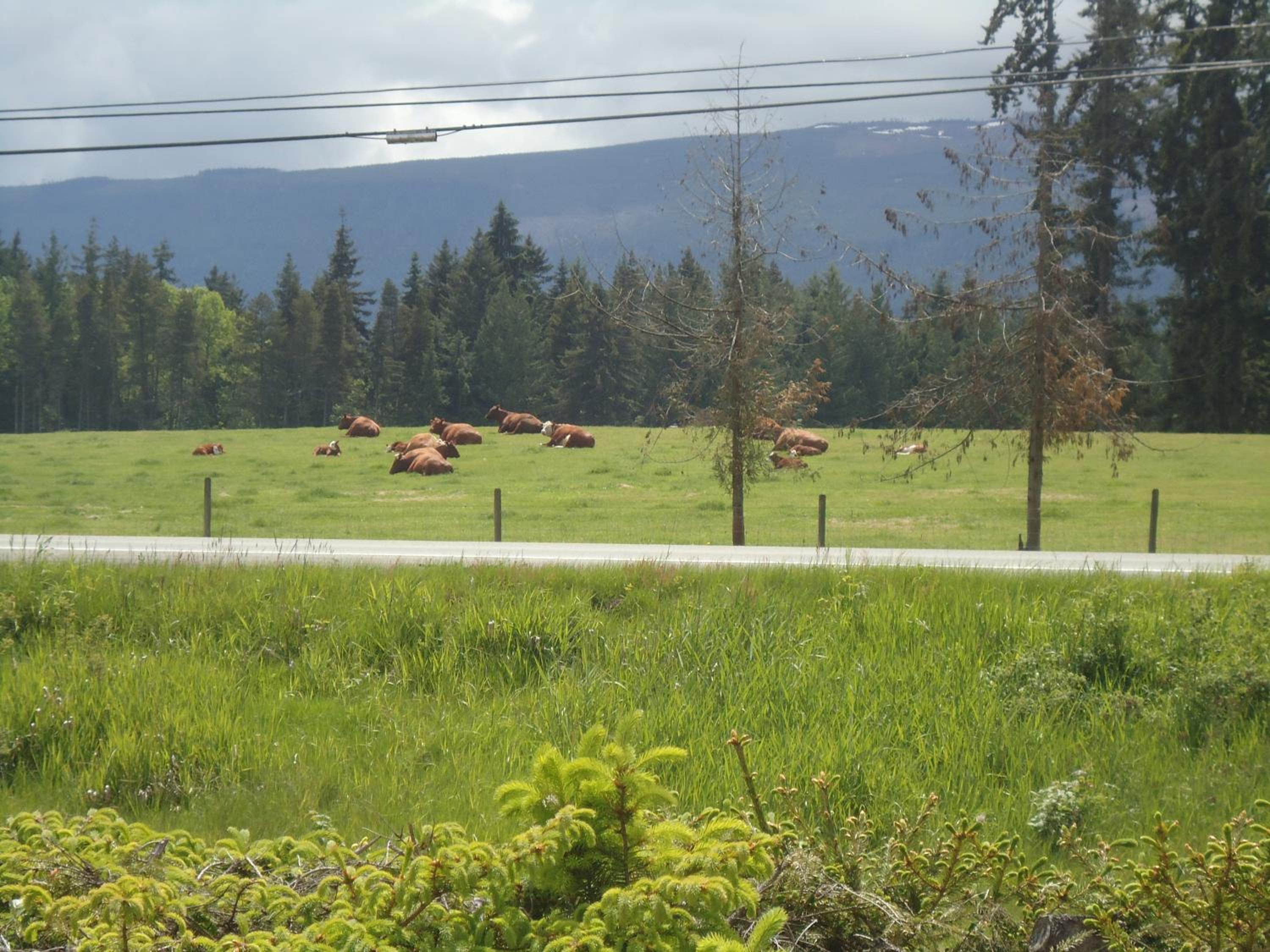 Parksville Vacations - Cedar Song BB - Property Image 11
