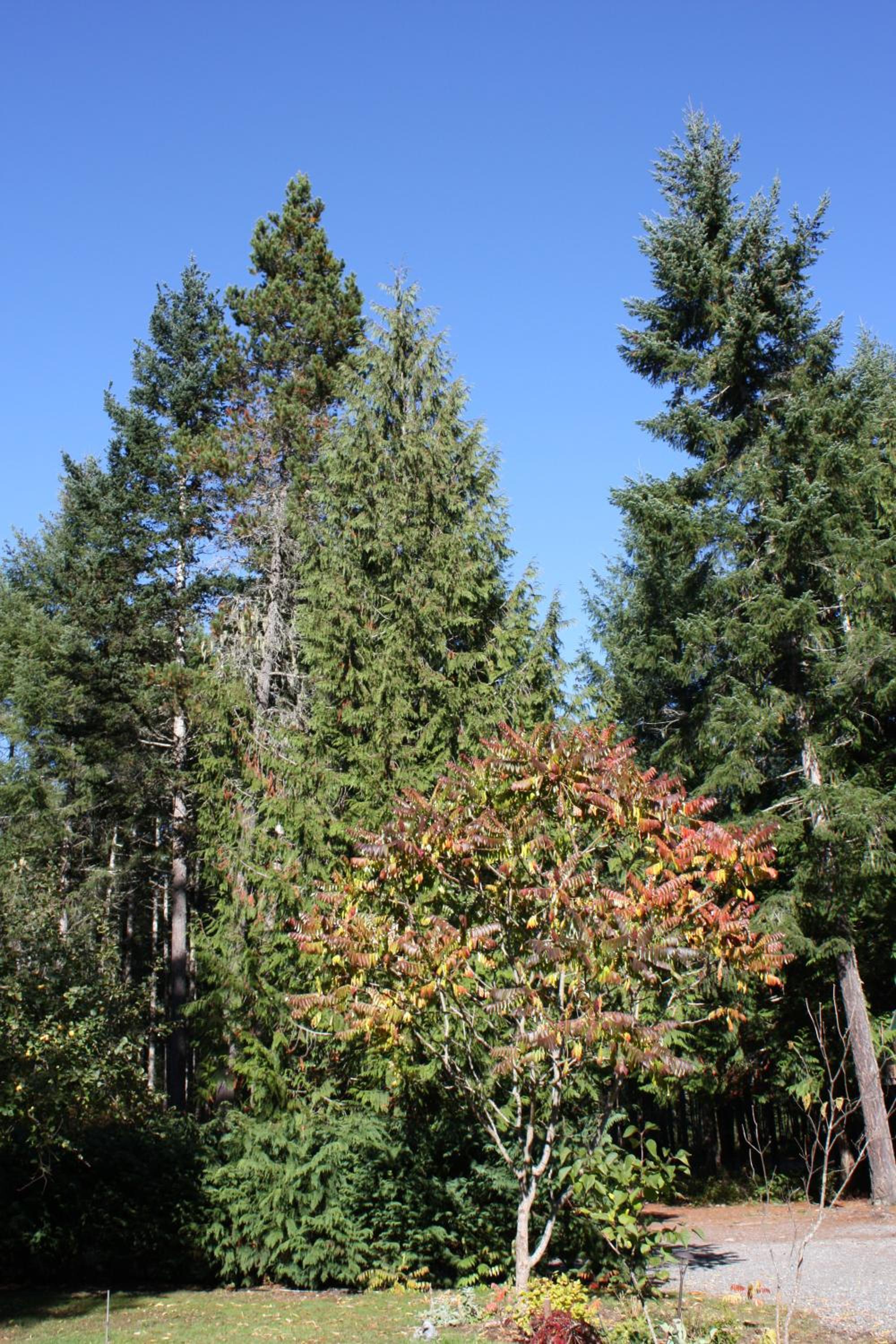 Parksville Vacations - Cedar Song BB - Property Image 5