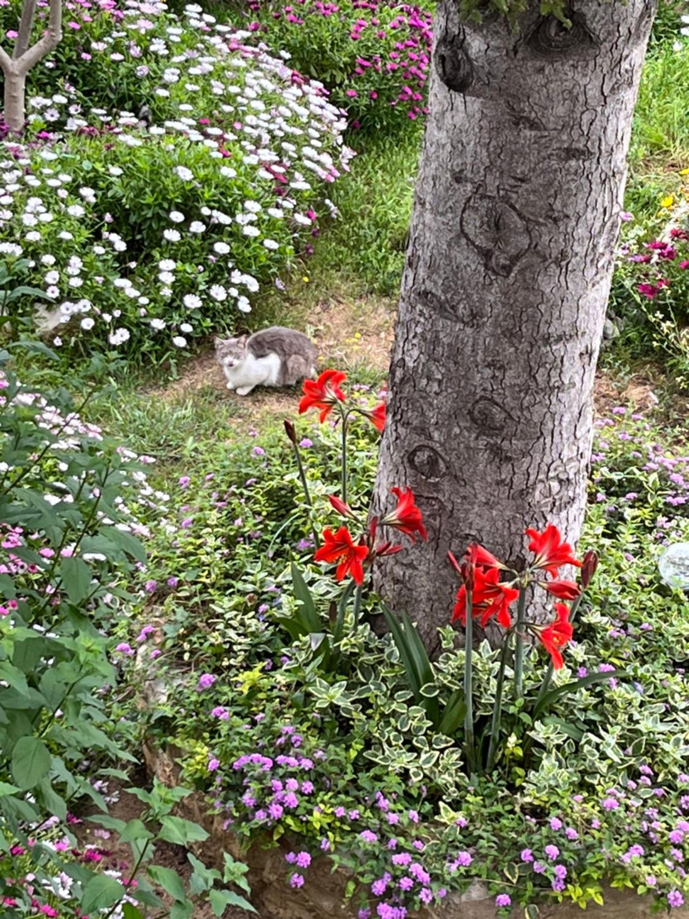 Apartmani Ursić view 2