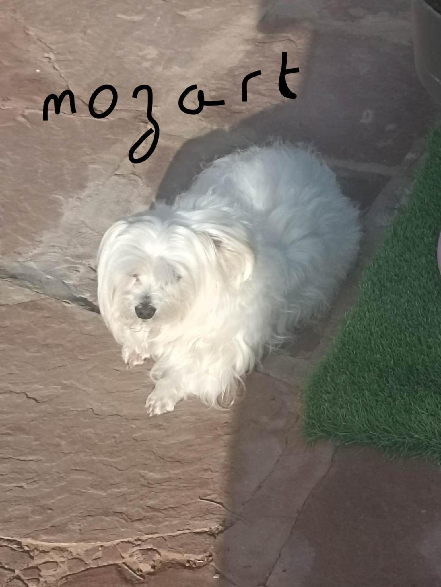 Dar Mozart