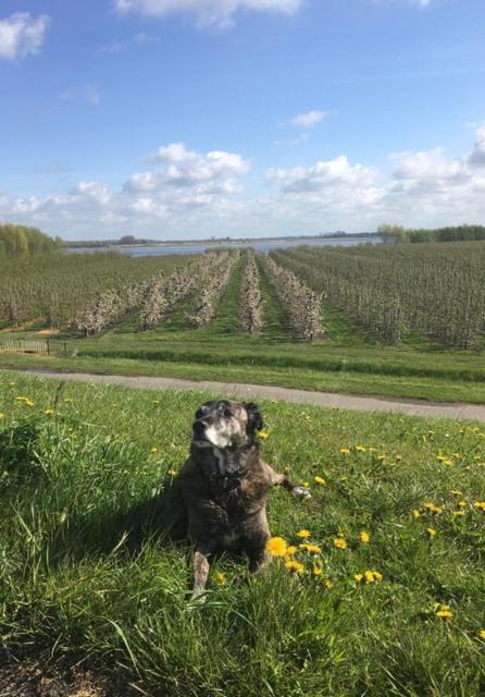 Wohnen im Alten Land