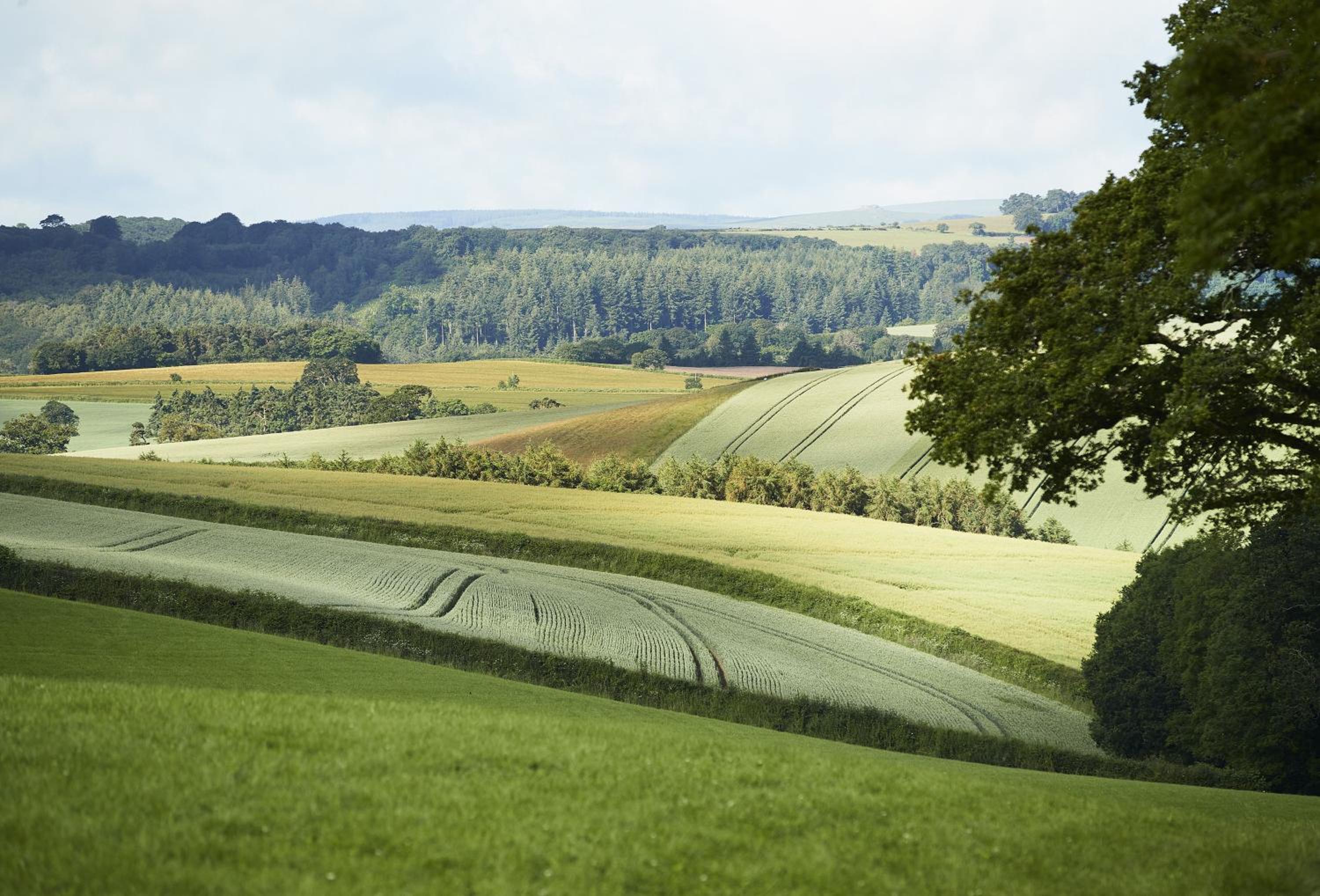 Teign Vale