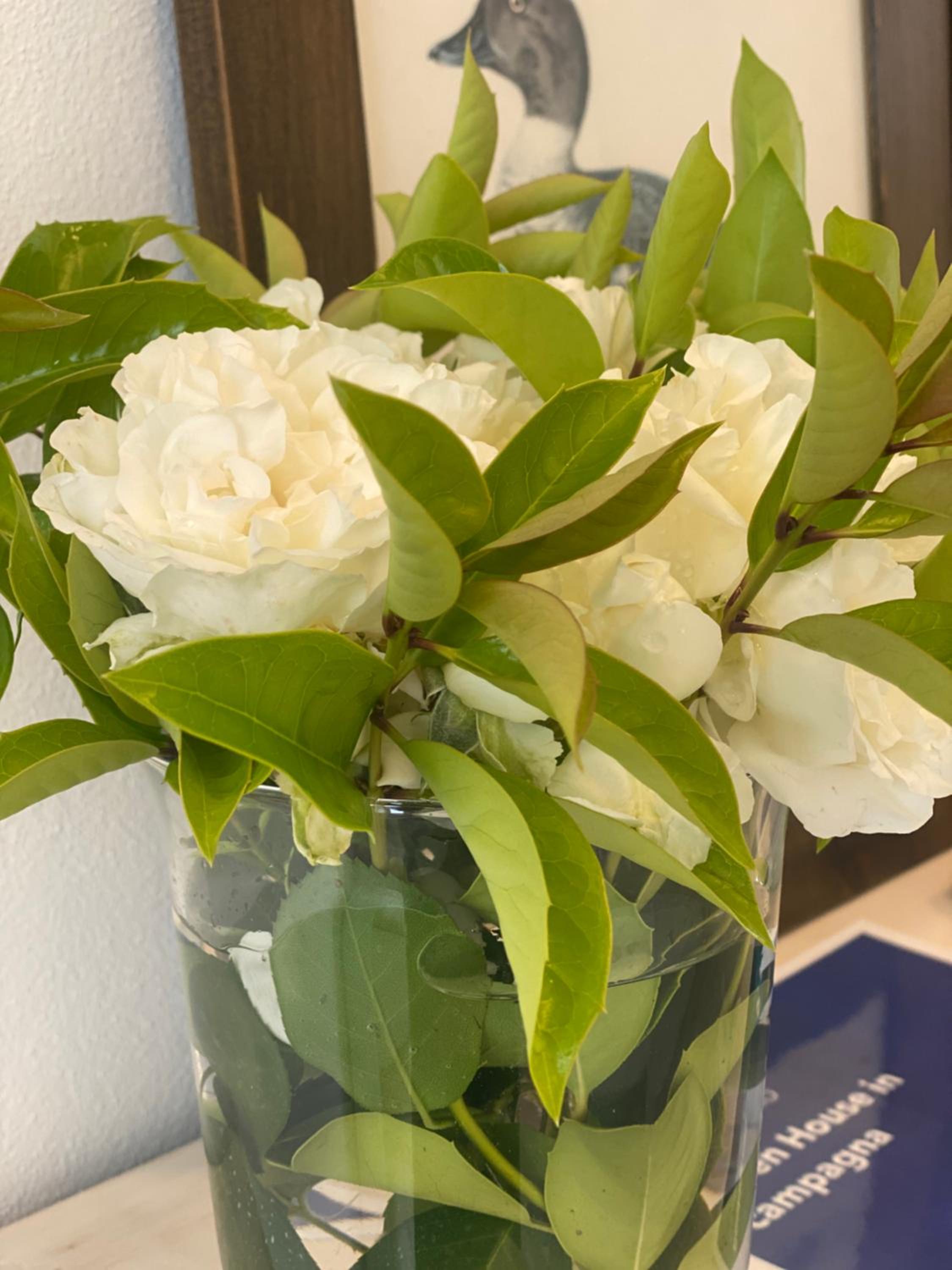 Green House in campagna - Property Image 86