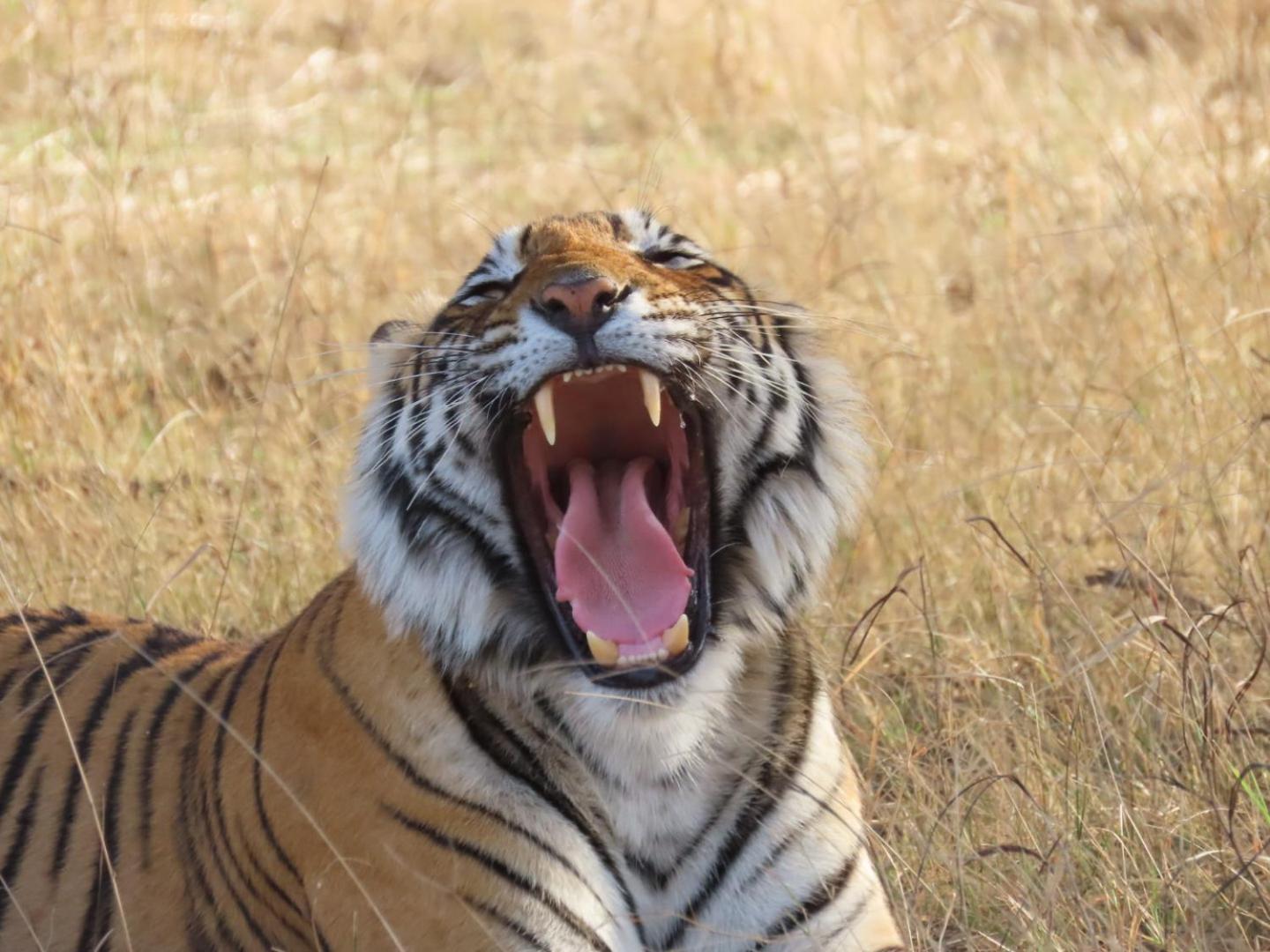 Rajputana Heritage Ranthambhore Home Stay