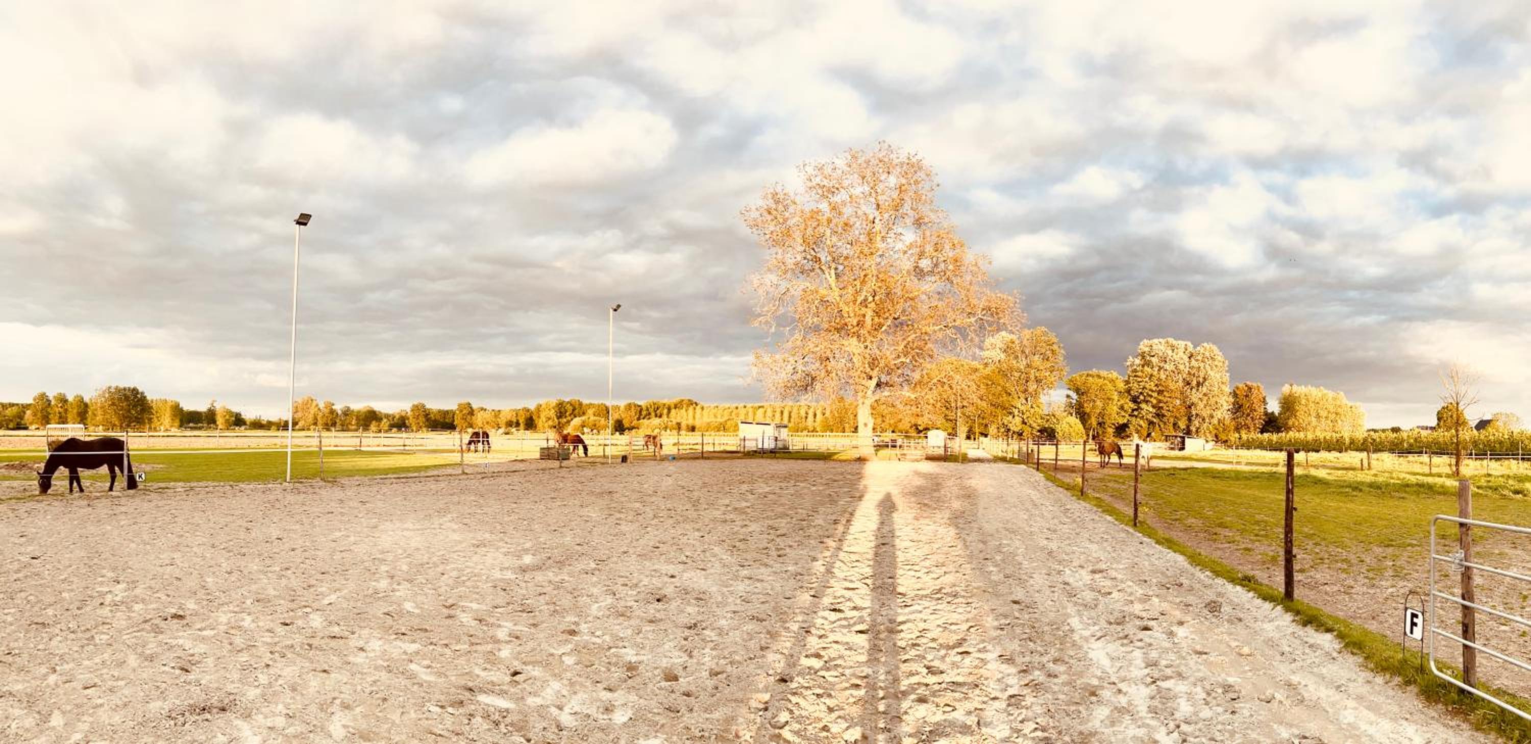Ontwaken tussen de paarden