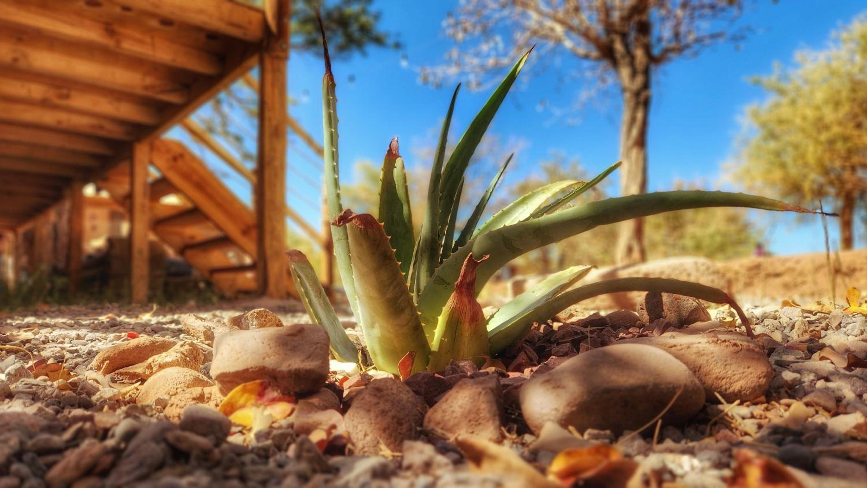 Glamping Dunas del sol