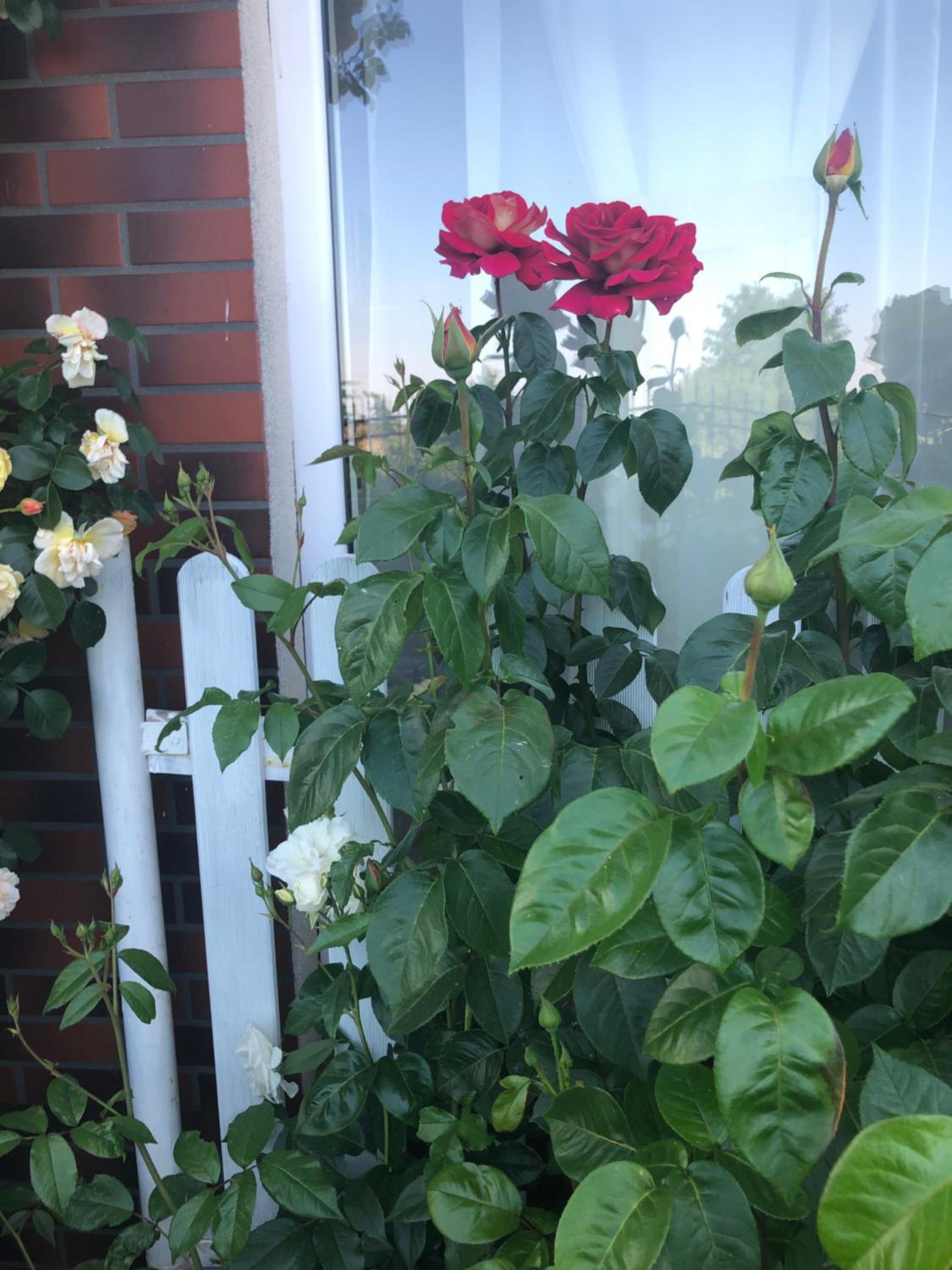 Photo 42