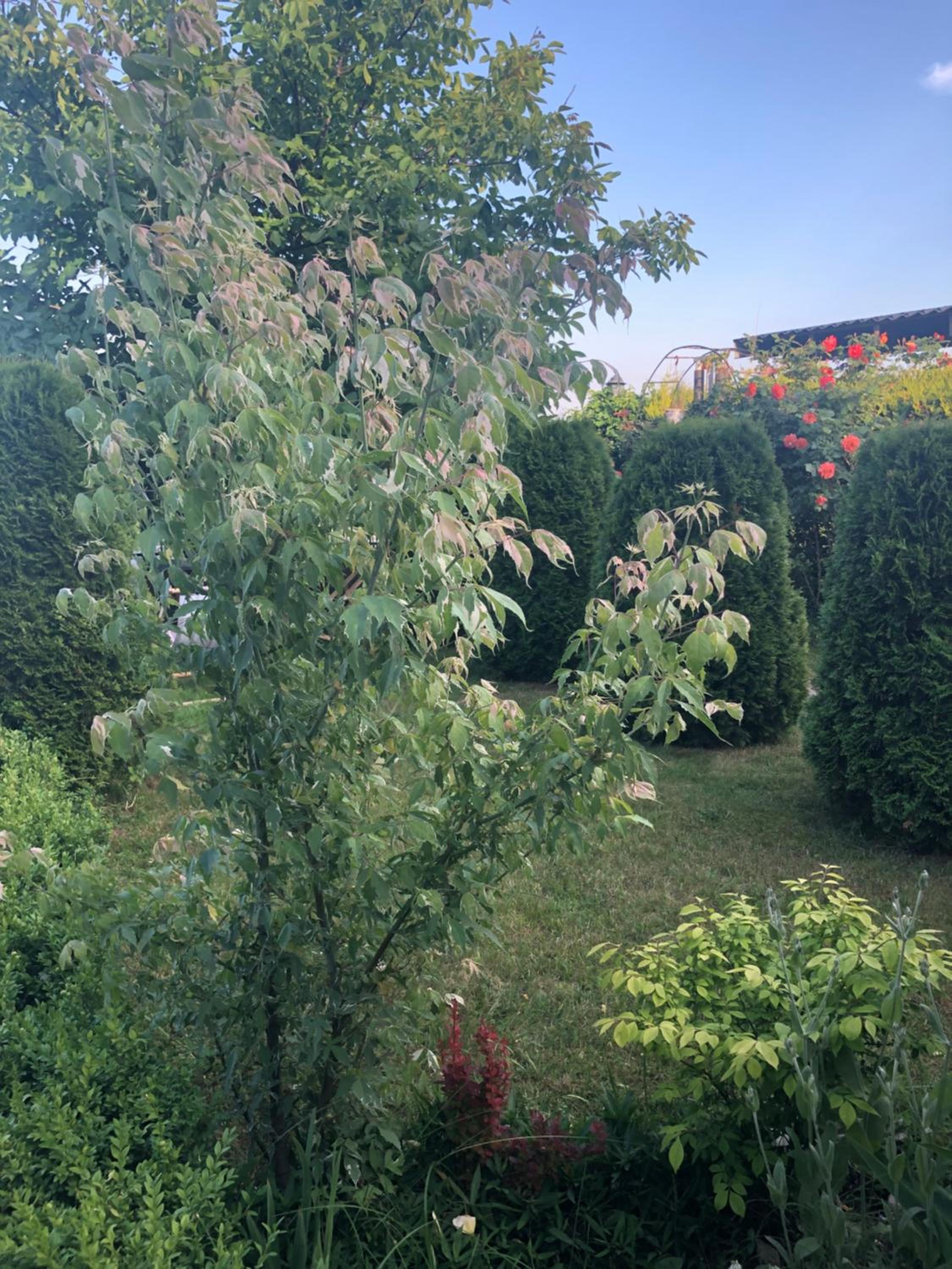 Photo 46