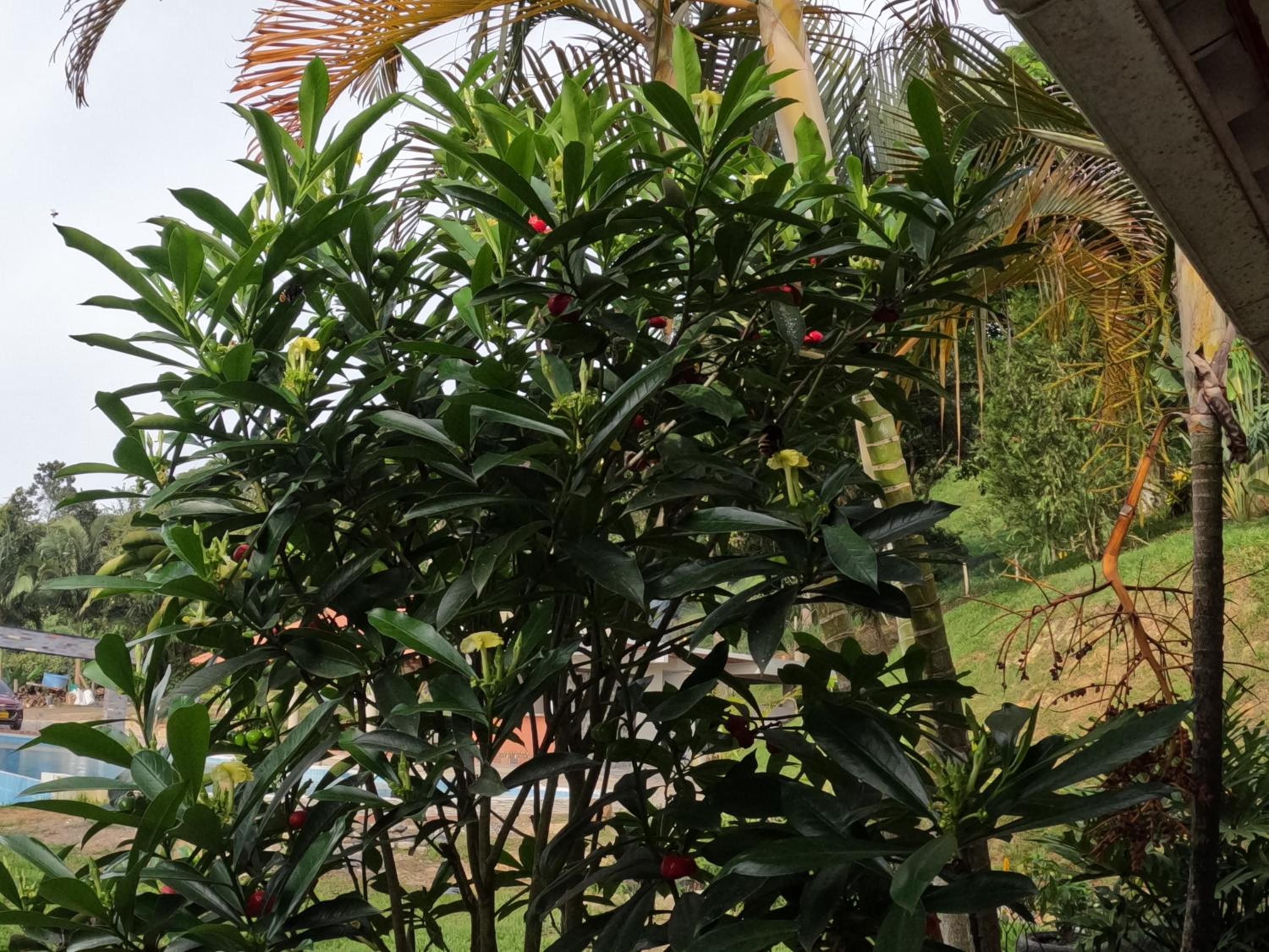 Finca Campestre Colibrí