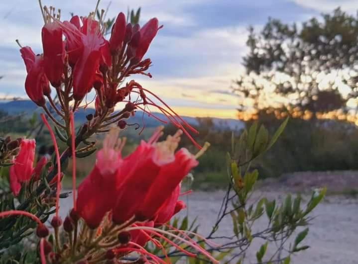 Glamping Altos De Hayuelos