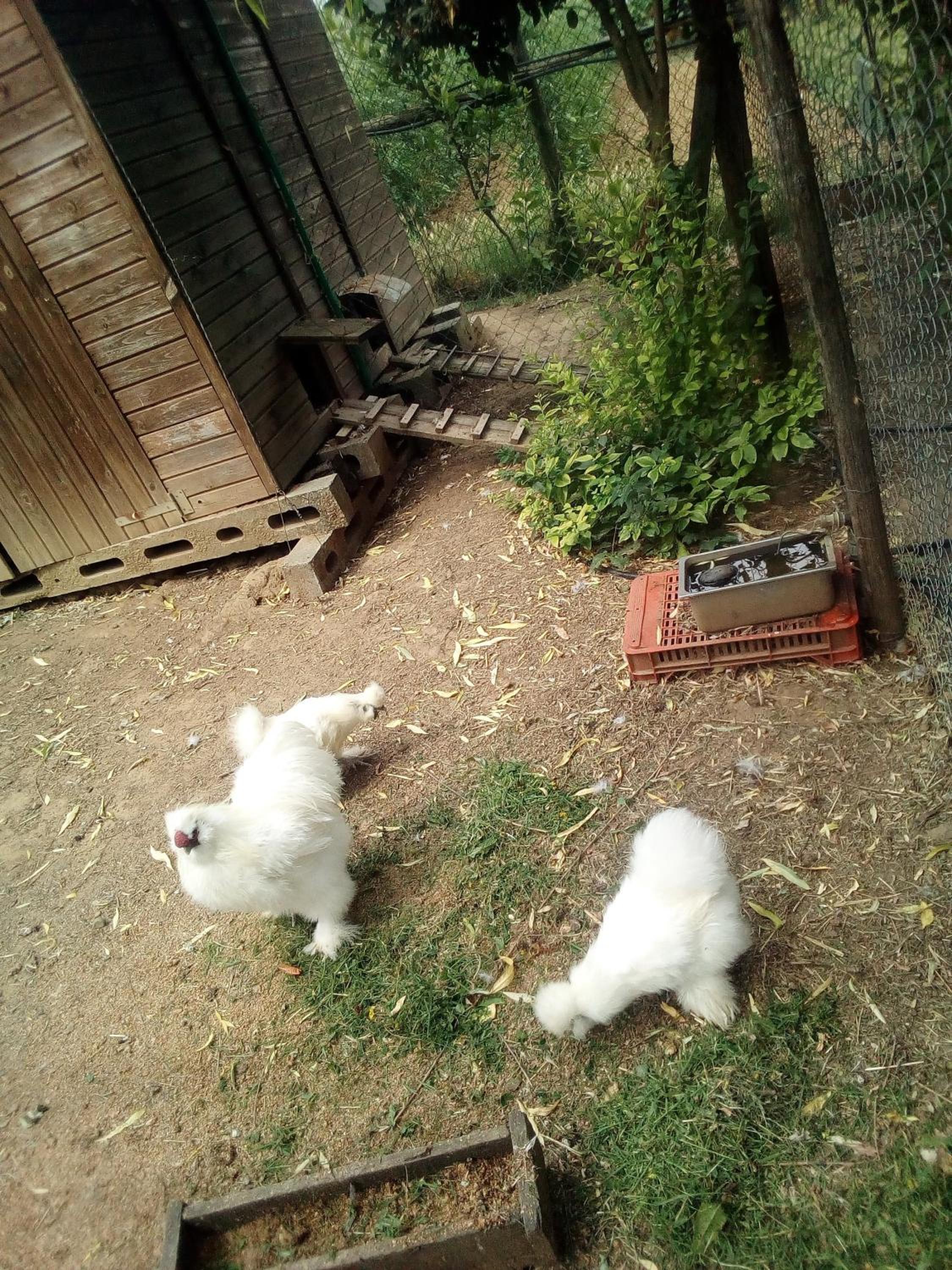 Photo 49