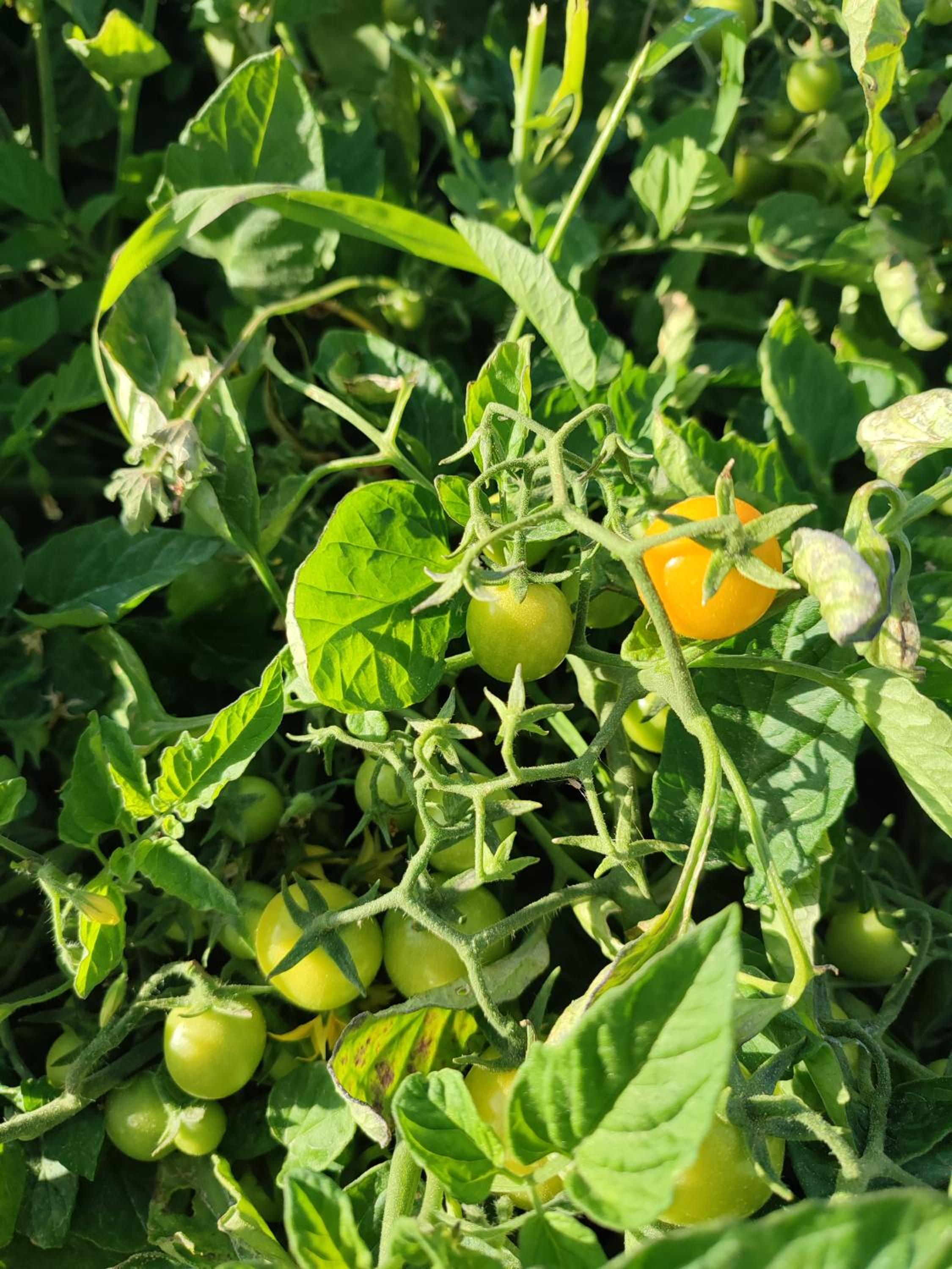 garden