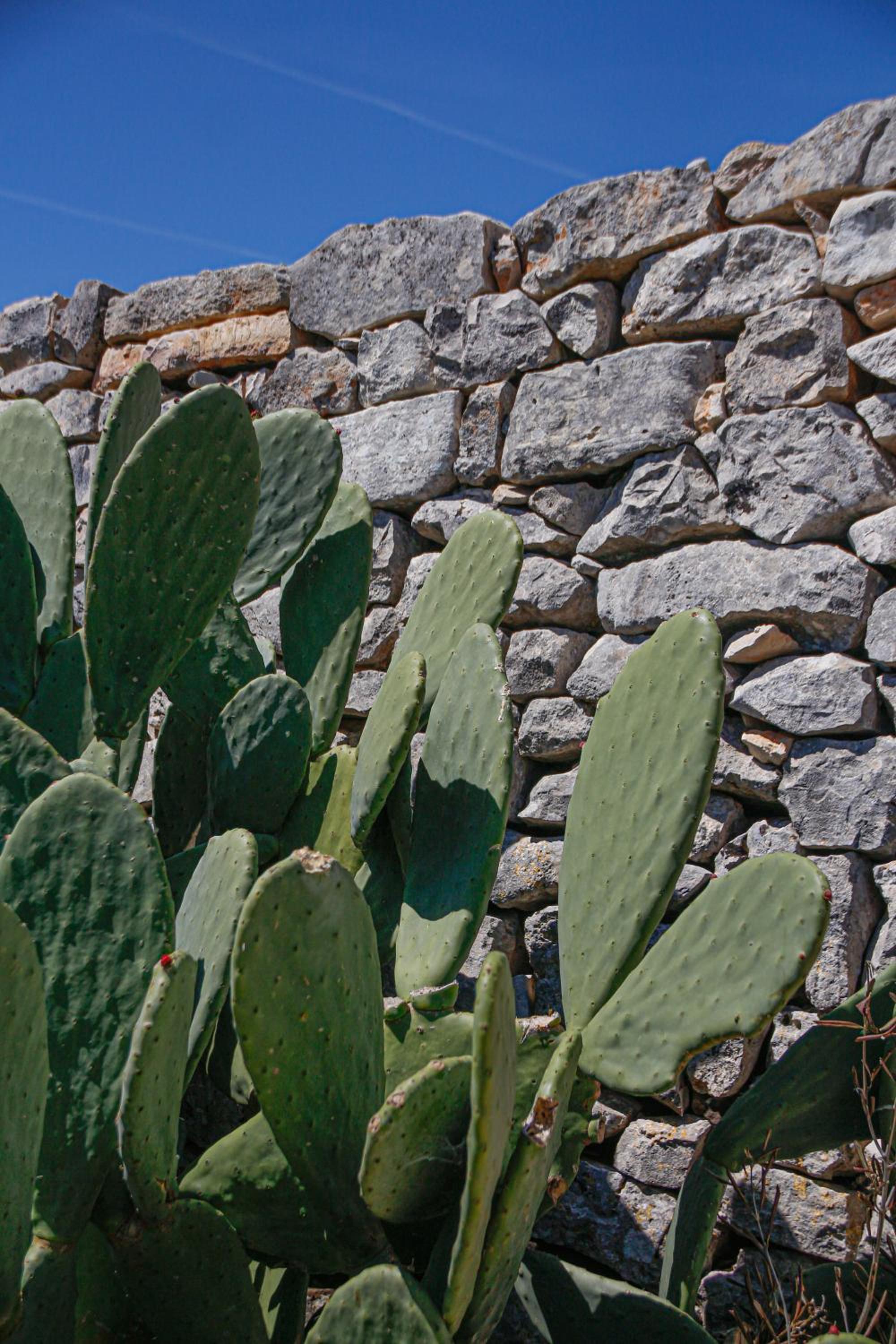 AGROSILENTE
