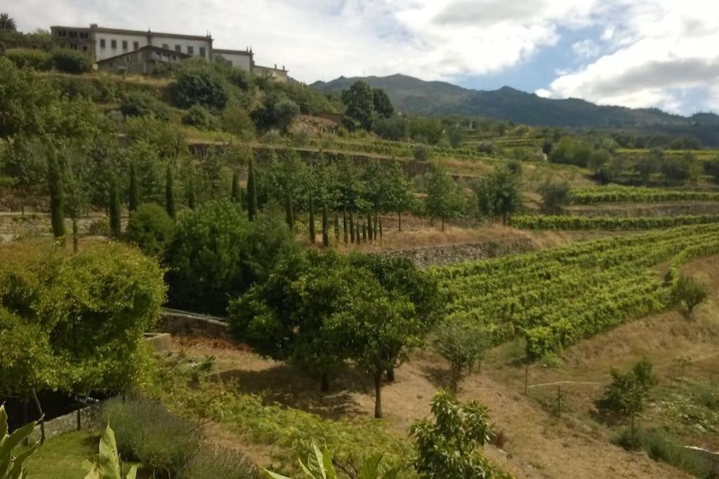 Lemon Tree Cottage at Terrus Winery view 3