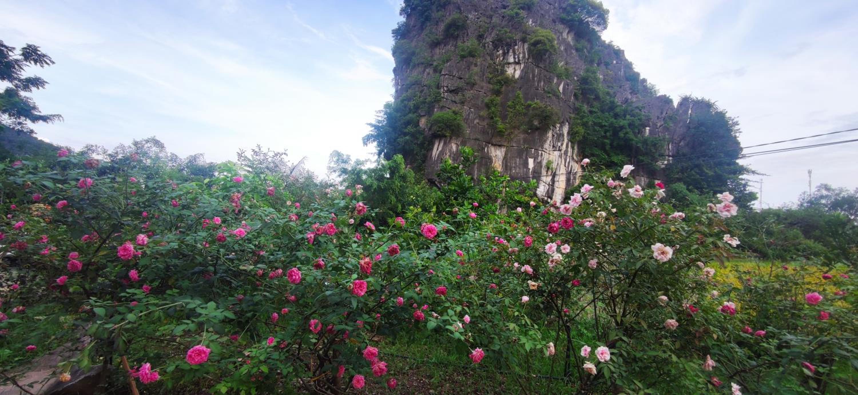 Tam Coc Eco Field Nest By ANMS GROUP